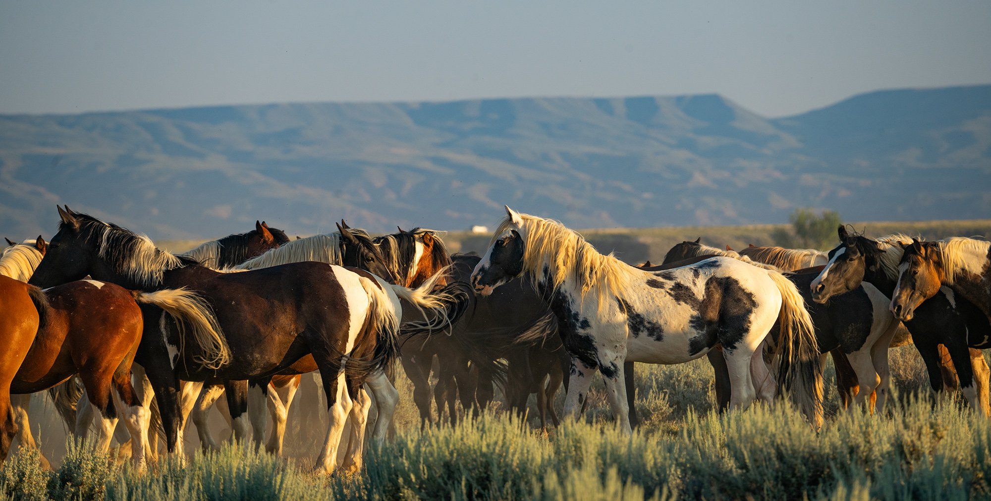 Cody Wild Mustang Tours - See the Wild Horse of Wyoming © 2024 Photography by Mel Sell, All Rights Reserved Best Horses Adventure Tours. Equine Tours. Wild Horses Tours. Cody Wild Mustang Tours. Wild Horses of Wyoming. Equine Adventures Tours. Horses