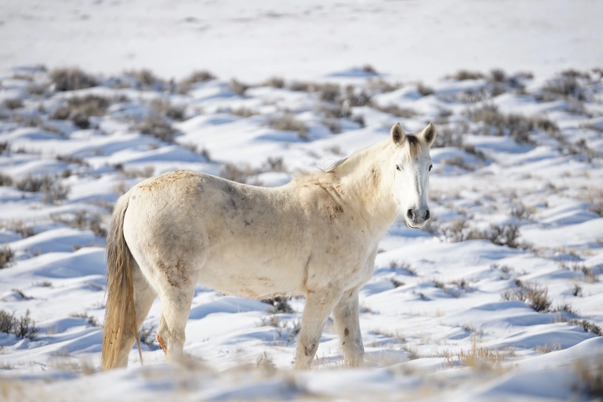 Cody Wild Mustang Tours by Mel sell 2026 copy 2.jpg