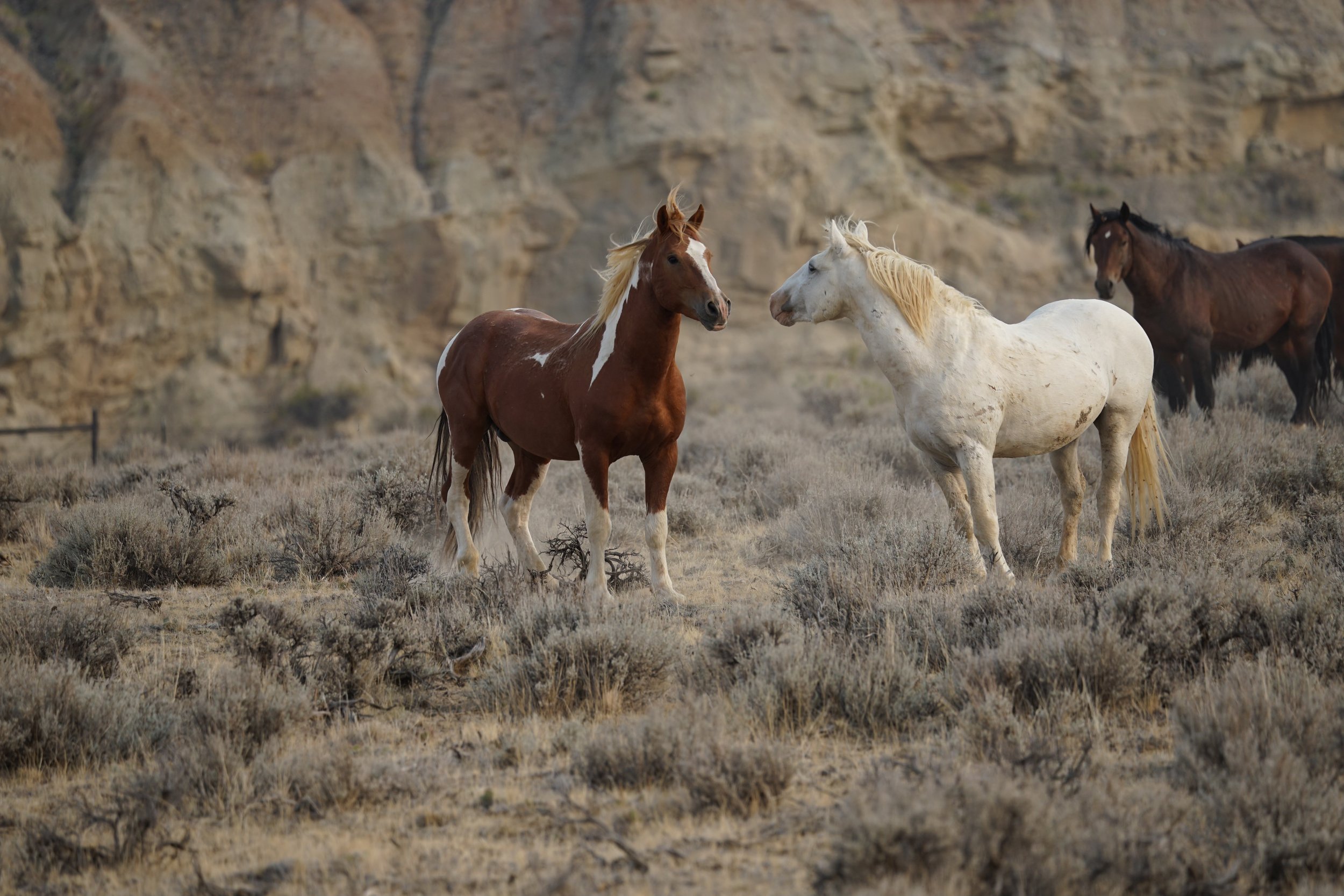 cody wild mustang tours private copy.jpg