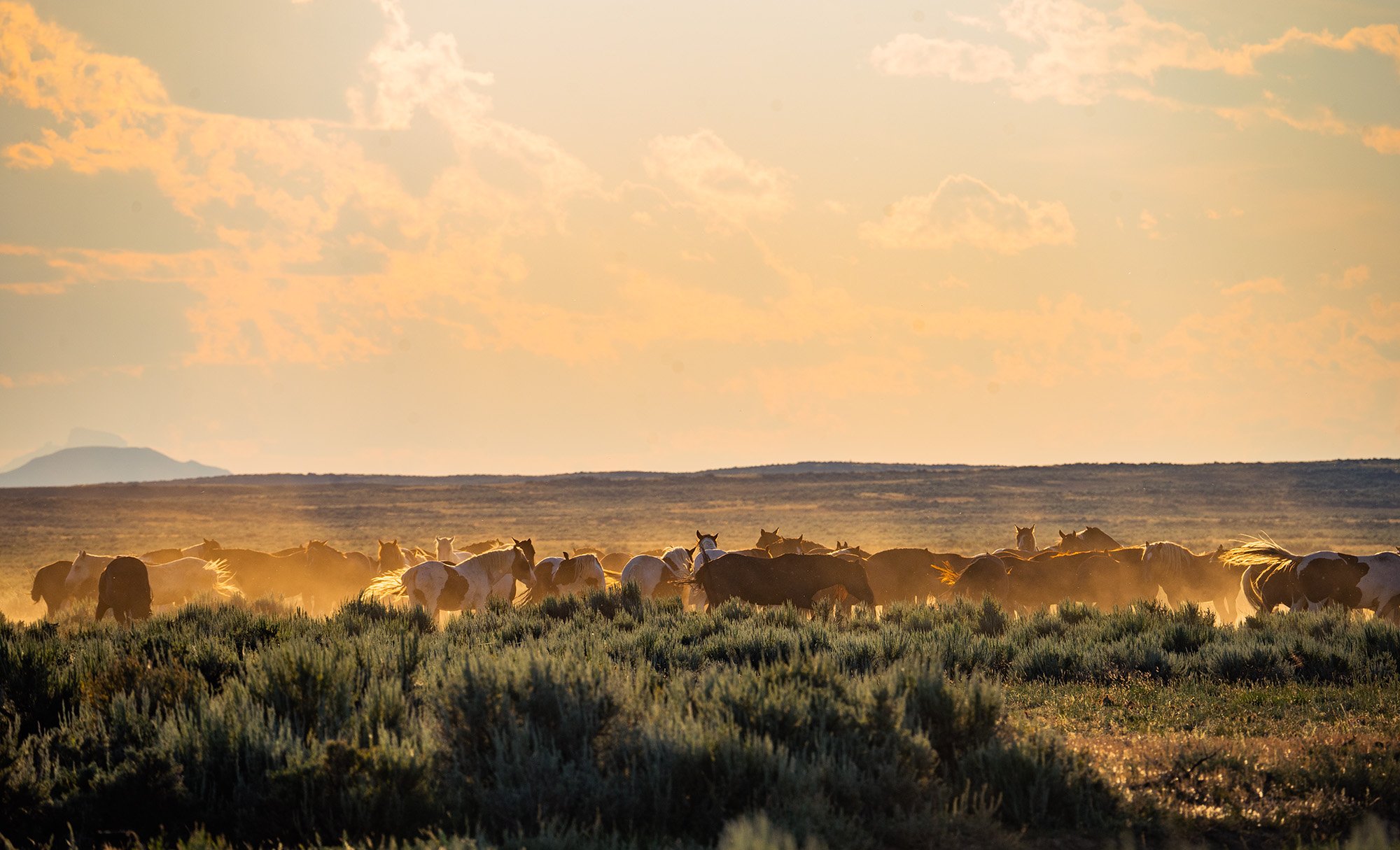 Cody Wild Mustang Tours - See the Wild Horse of Wyoming © 2024 Photography by Mel Sell, All Rights Reserved. Best Horses Adventure Tours. Equine Tours. Wild Horses Tours. Cody Wild Mustang Tours. Wild Horses of Wyoming. Equine Adventures Tours. Horse