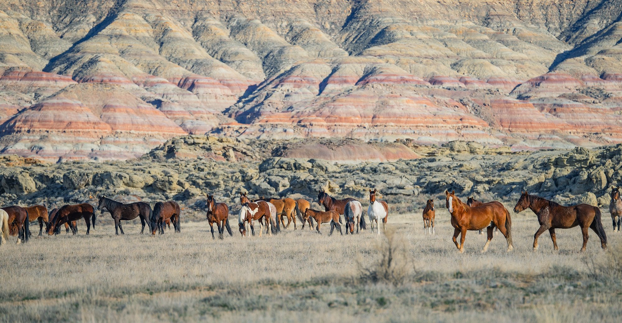 Cody Wild Mustang Tours - See the Wild Horse of Wyoming © 2024 Photography by Mel Sell, All Rights Reserved. Best Horses Adventure Tours. Equine Tours. Wild Horses Tours. Cody Wild Mustang Tours. Wild Horses of Wyoming. Equine Adventures Tours. Horse