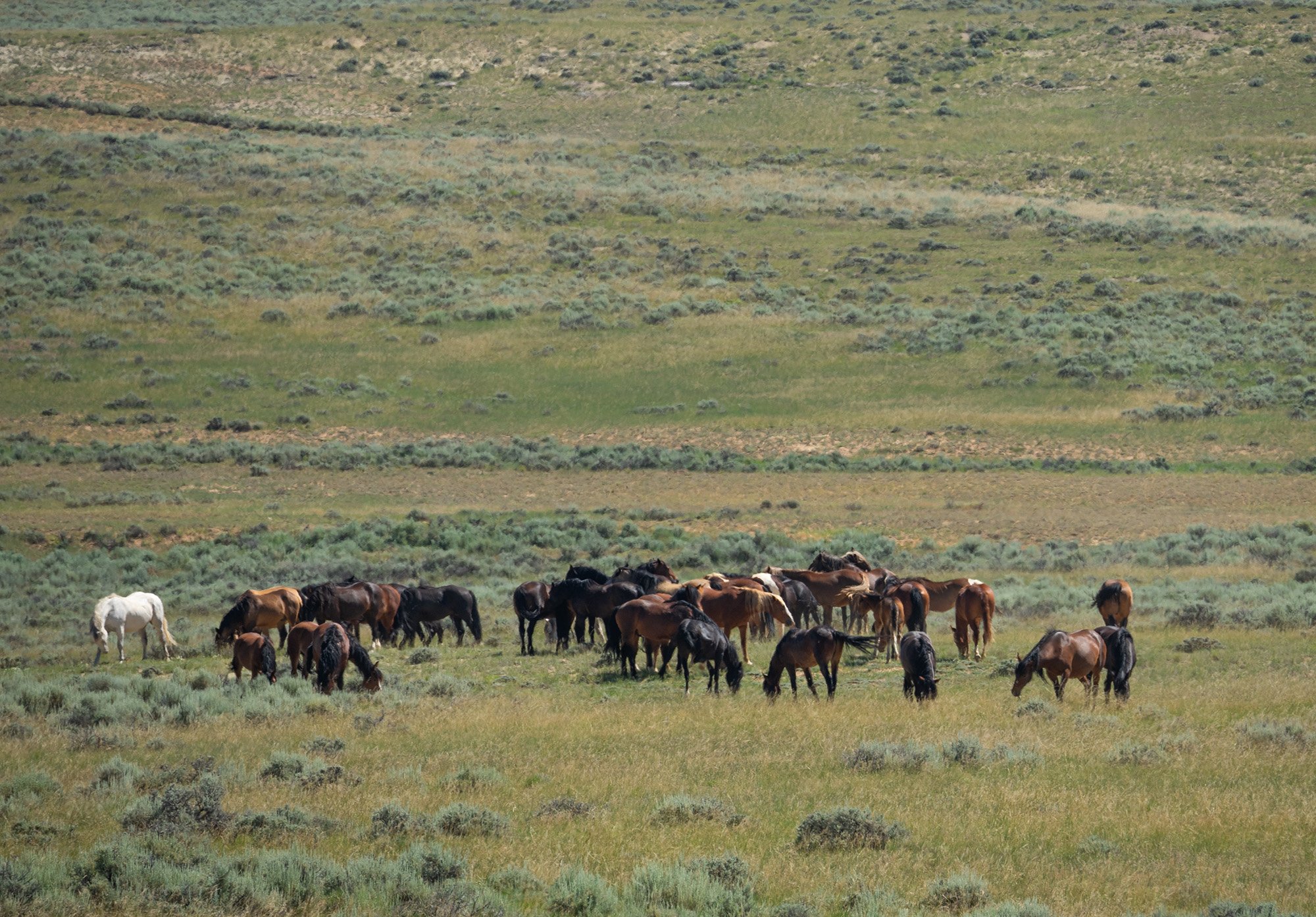 Cody Wild Mustang Tours - See the Wild Horse of Wyoming © 2024 Photography by Mel Sell, All Rights Reserved. Best Horses Adventure Tours. Equine Tours. Wild Horses Tours. Cody Wild Mustang Tours. Wild Horses of Wyoming. Equine Adventures Tours. Horse