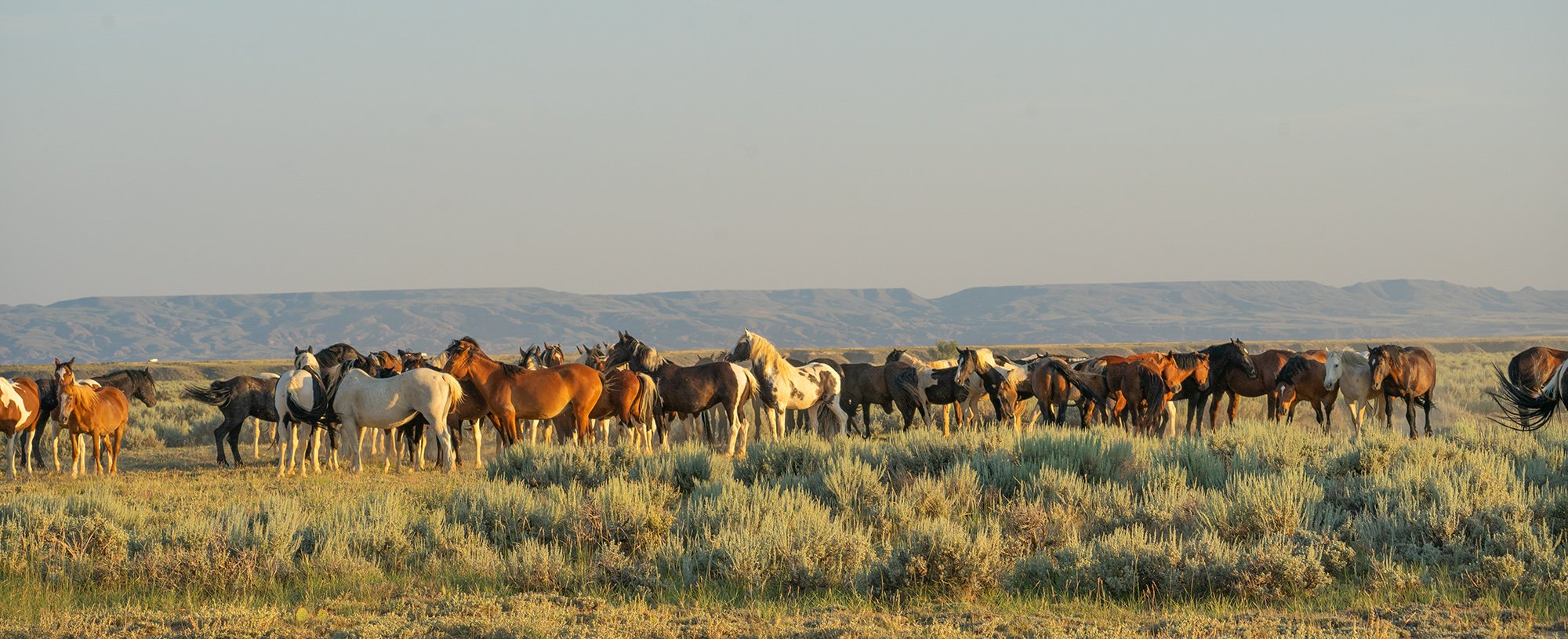 Cody Wild Mustang Tours - See the Wild Horse of Wyoming © 2024 Photography by Mel Sell, All Rights Reserved. Best Horses Adventure Tours. Equine Tours. Wild Horses Tours. Cody Wild Mustang Tours. Wild Horses of Wyoming. Equine Adventures Tours. Horse
