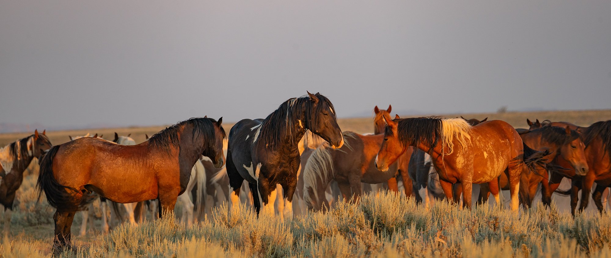 Cody Wild Mustang Tours - See the Wild Horse of Wyoming © 2024 Photography by Mel Sell, All Rights Reserved. Best Horses Adventure Tours. Equine Tours. Wild Horses Tours. Cody Wild Mustang Tours. Wild Horses of Wyoming. Equine Adventures Tours. Horse