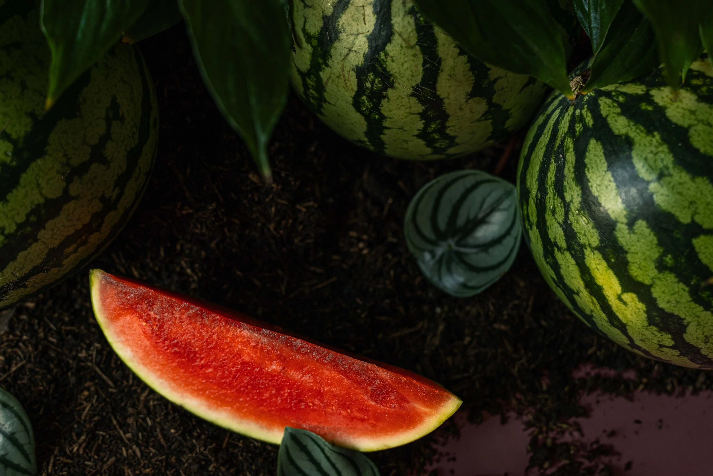 20250719_Black Tomato Studio_Summer 2025_A73A4448.jpg