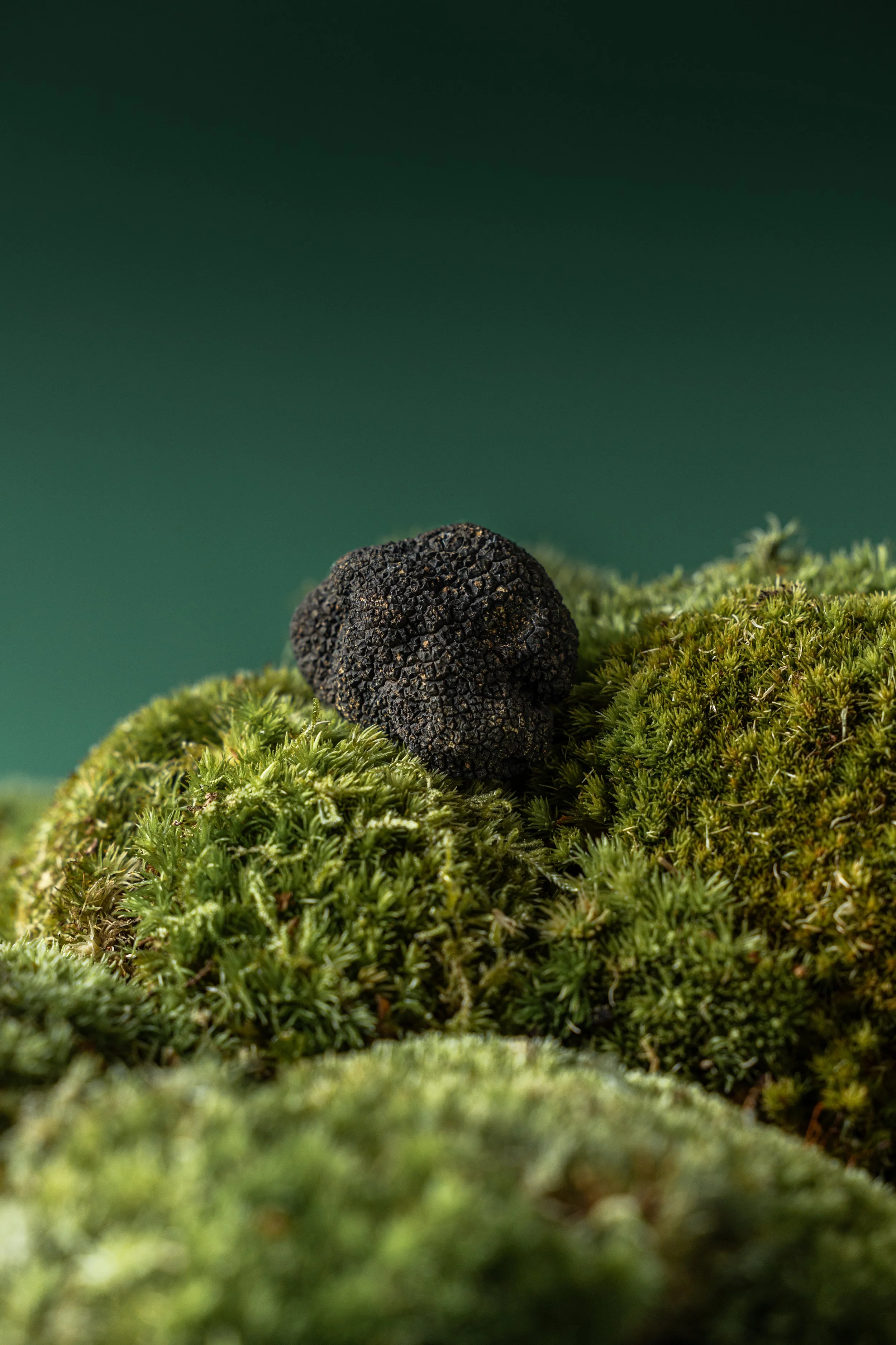 20250522_Black Tomato Studio_Spring 2025 Vol.2_A73A3836.jpg