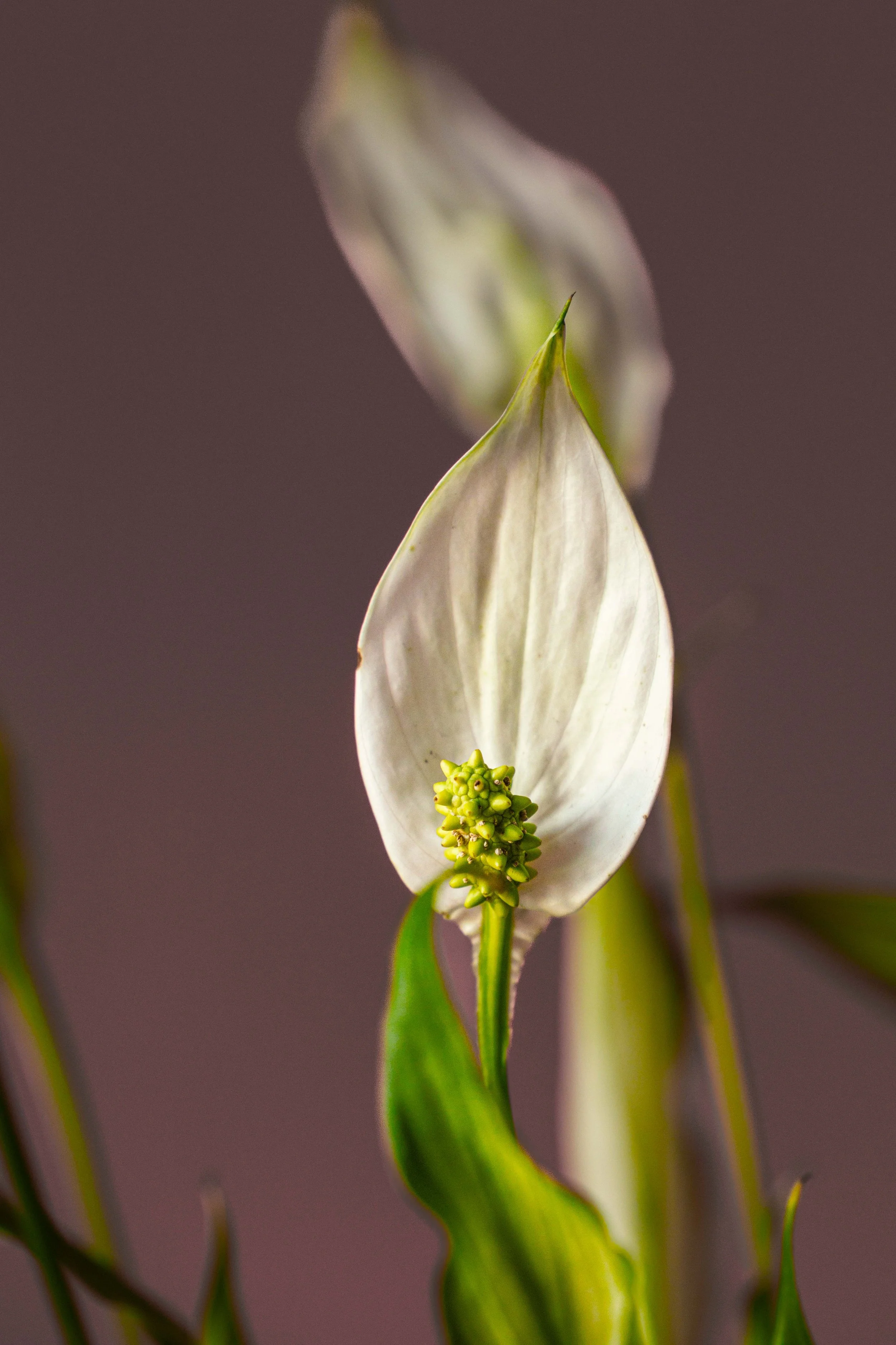 20250719_Black Tomato Studio_Summer 2025_A73A4446.jpg