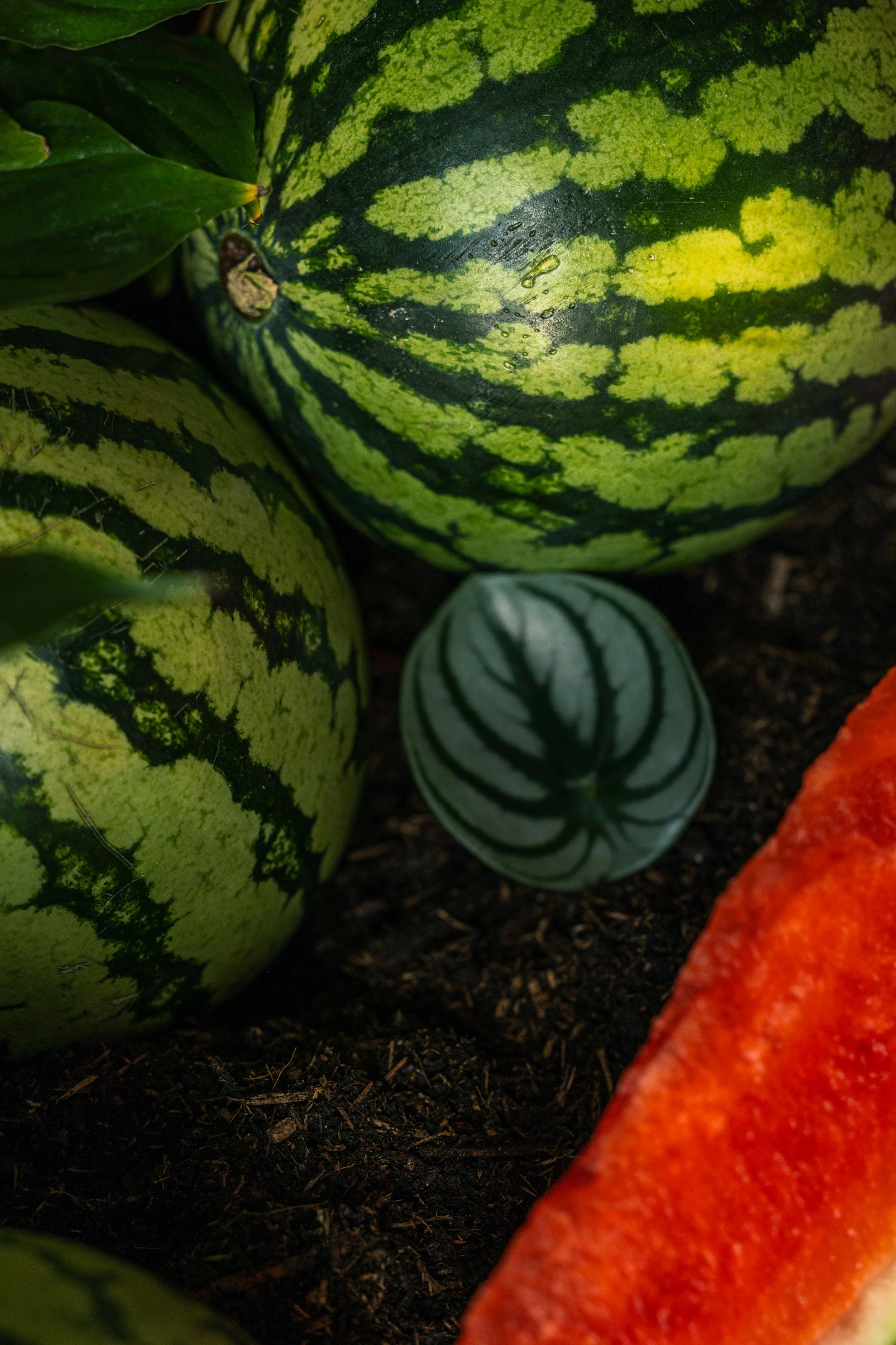 20250719_Black Tomato Studio_Summer 2025_A73A4449.jpg