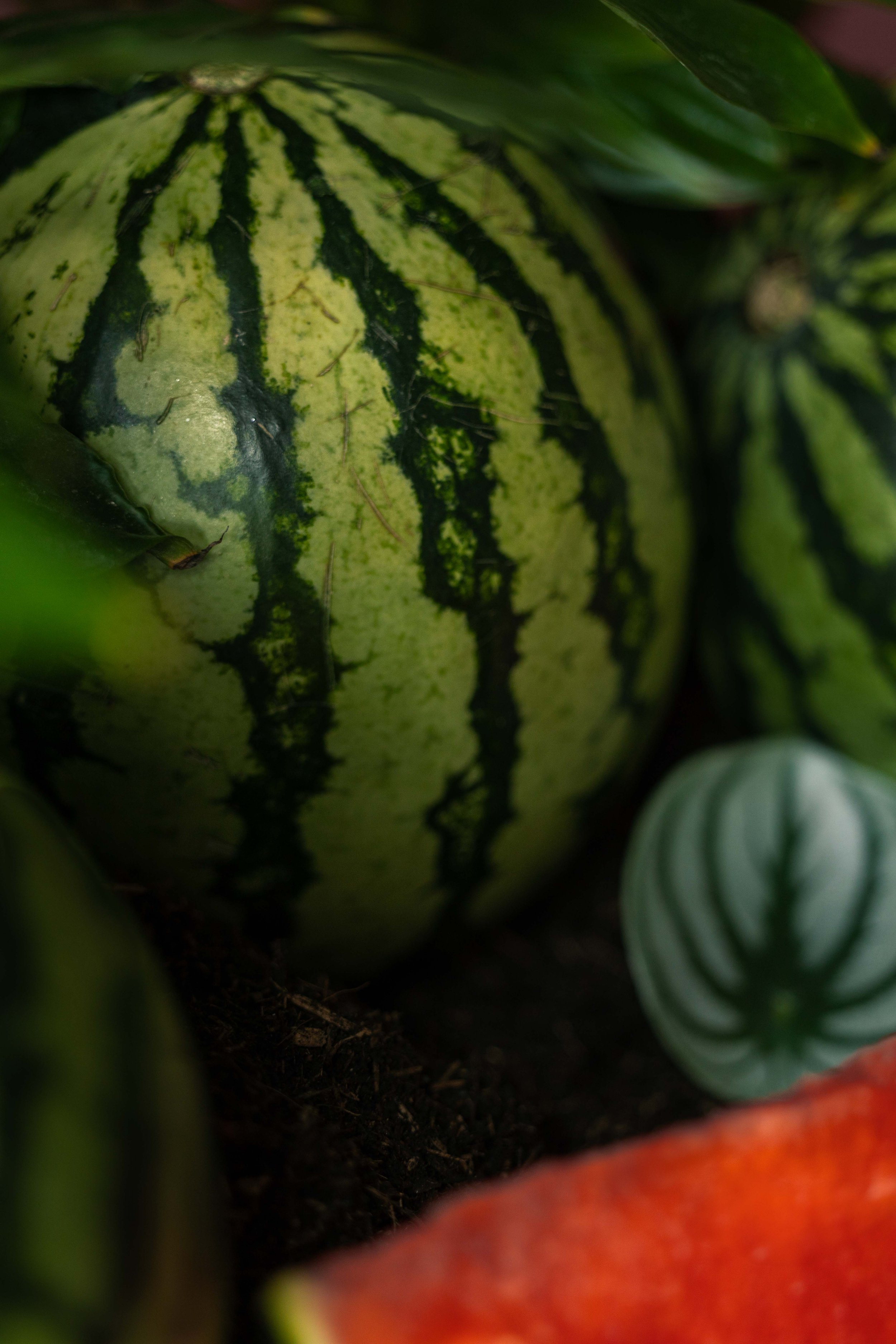 20250719_Black Tomato Studio_Summer 2025_A73A4453.jpg