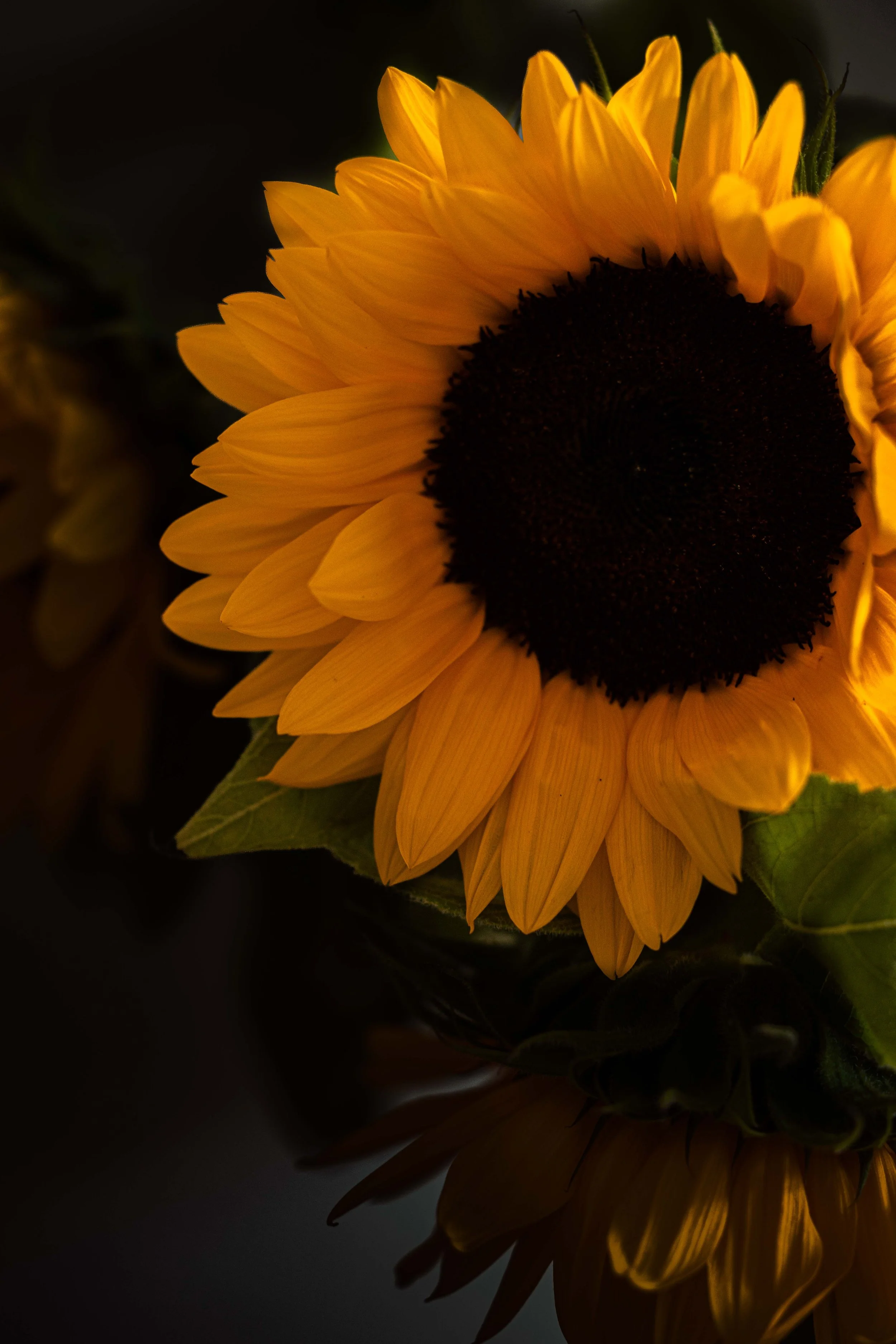 20250906_Black Tomato Studio_Autumn 2025_A73A4638.jpg