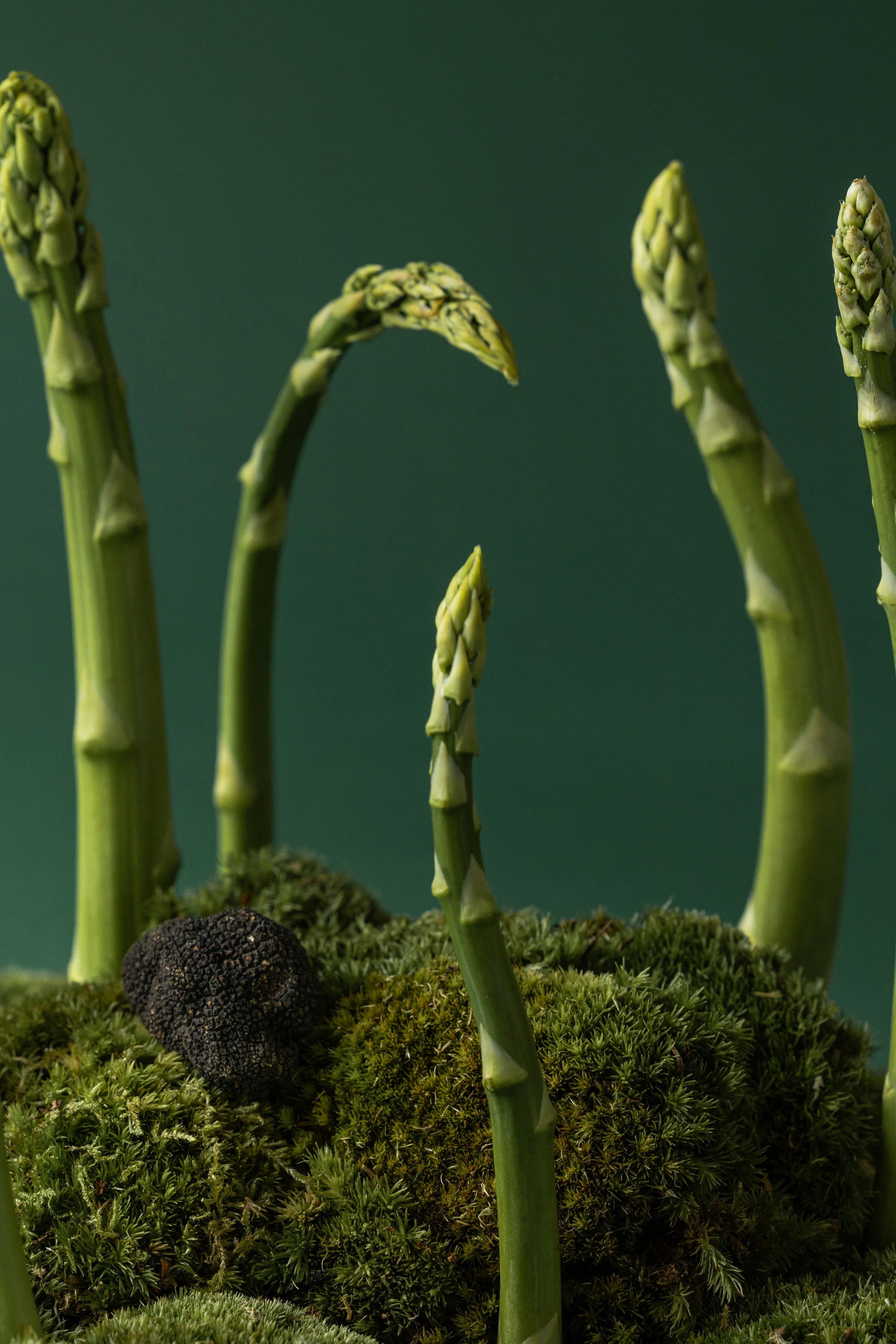 20250522_Black Tomato Studio_Spring 2025 Vol.2_A73A3788.jpg