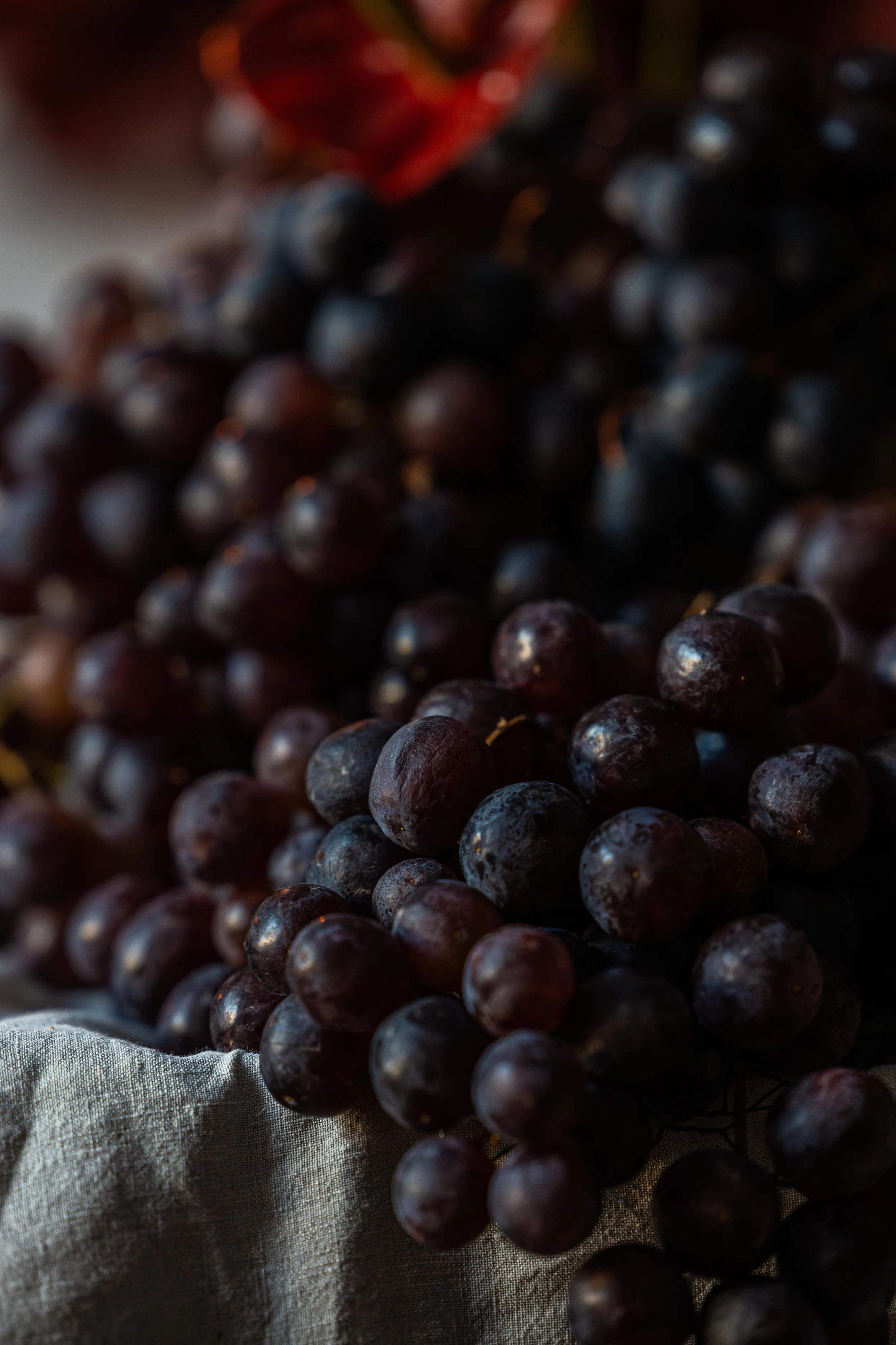 20250905_Black Tomato Studio_Autumn 2025_A73A4494.jpg