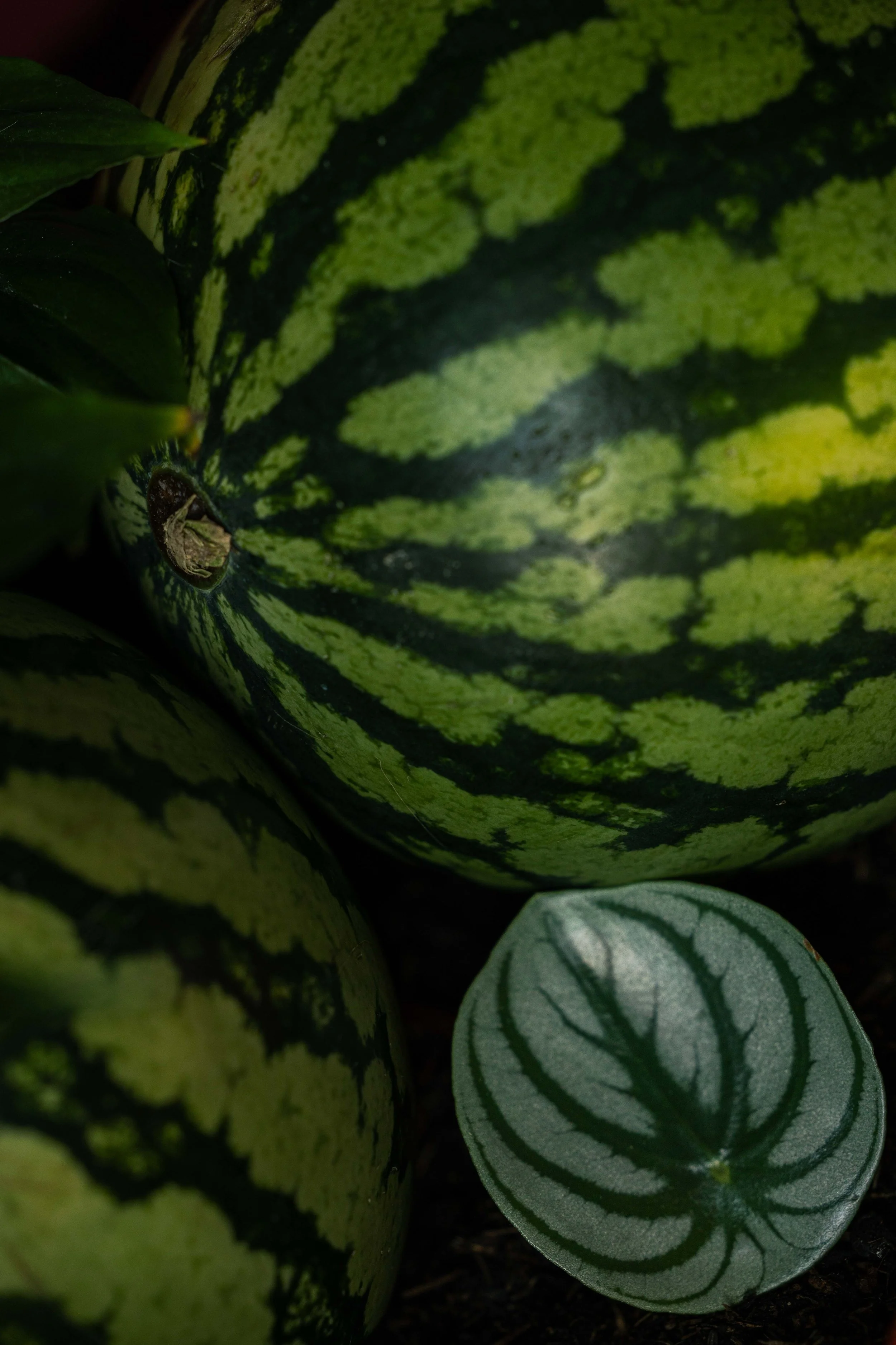 20250719_Black Tomato Studio_Summer 2025_A73A4450.jpg