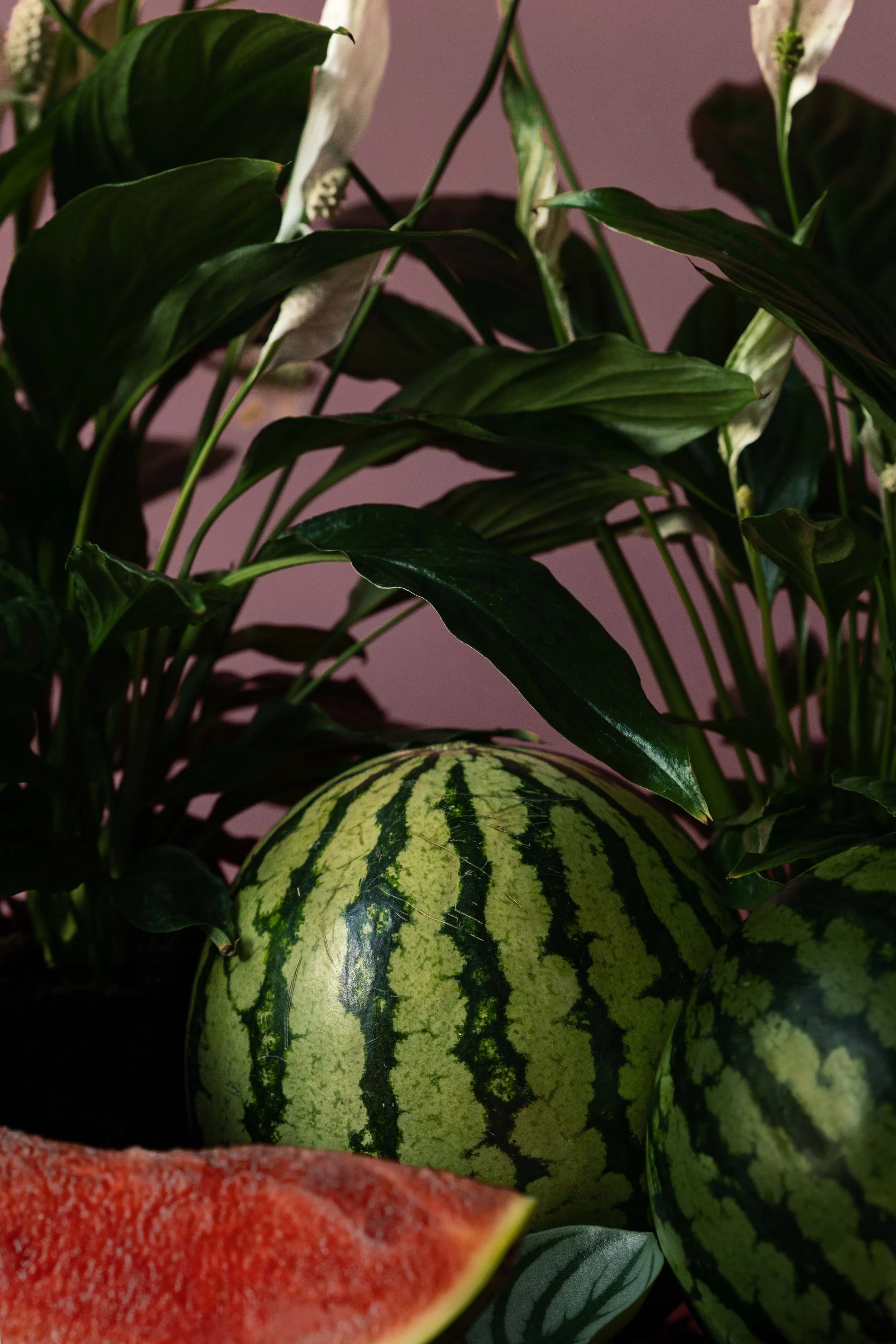 20250719_Black Tomato Studio_Summer 2025_A73A4435.jpg