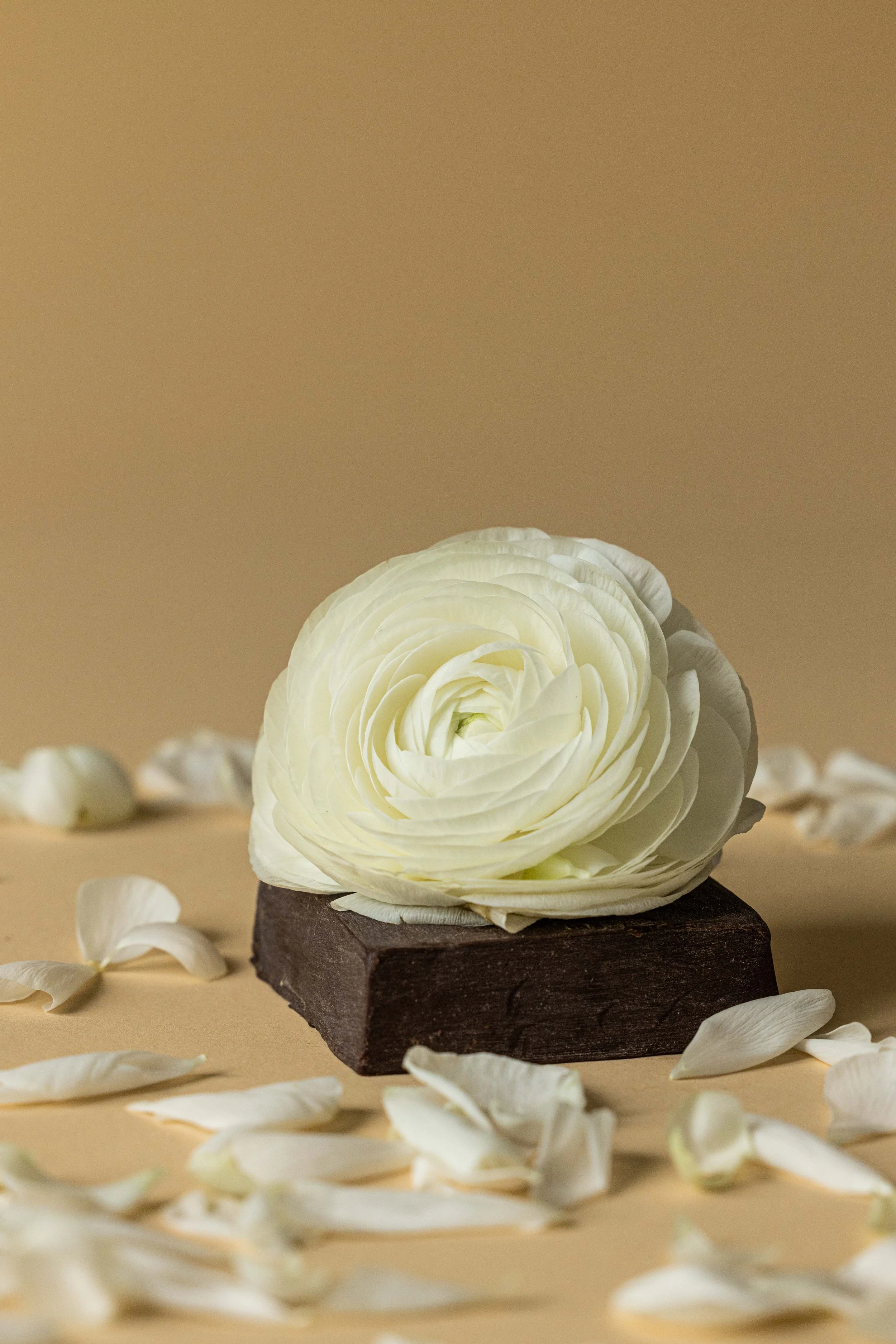 20250418_Black Tomato Studio_Spring 2025 Vol.1_A73A3719.jpg