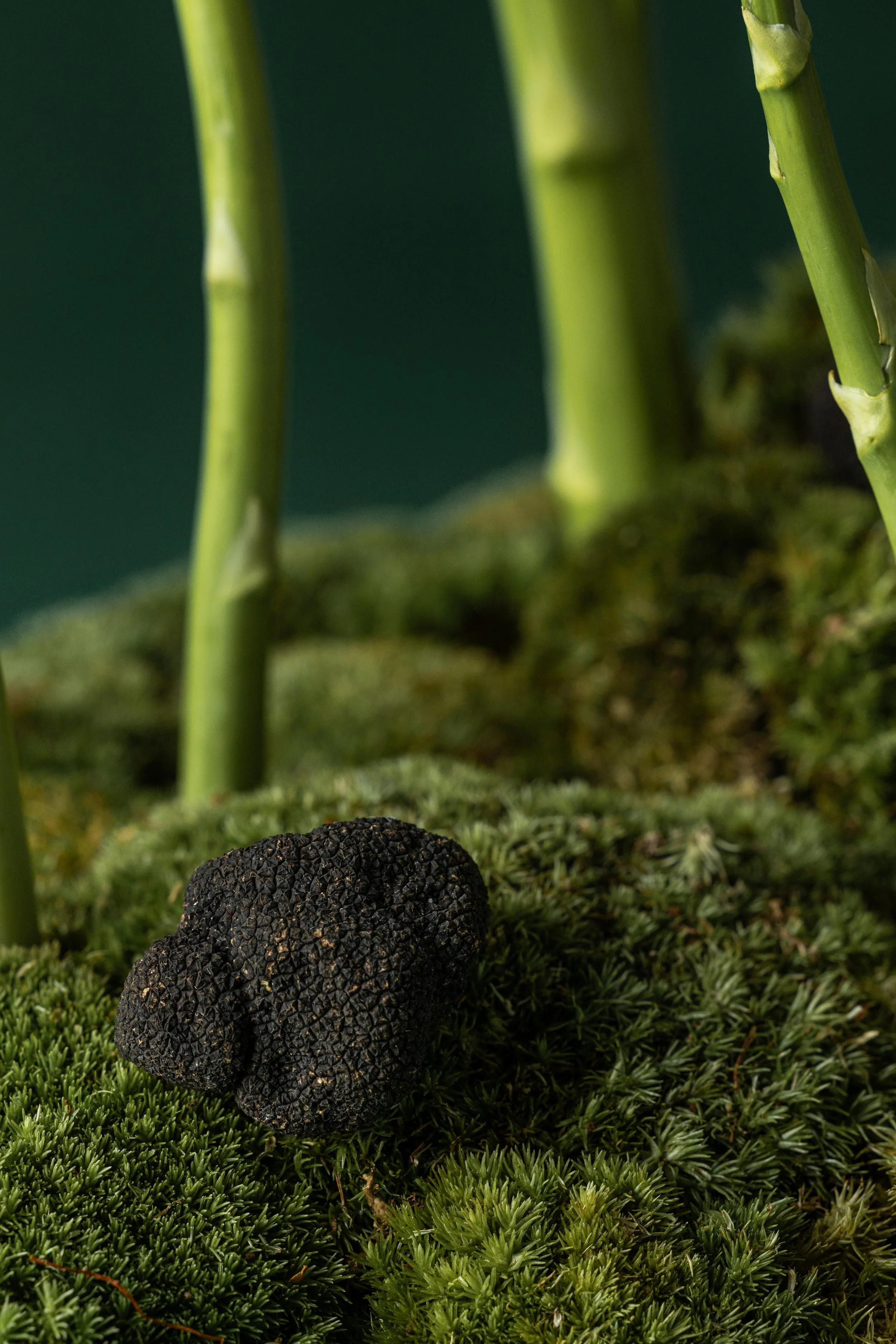 20250522_Black Tomato Studio_Spring 2025 Vol.2_A73A3807.jpg