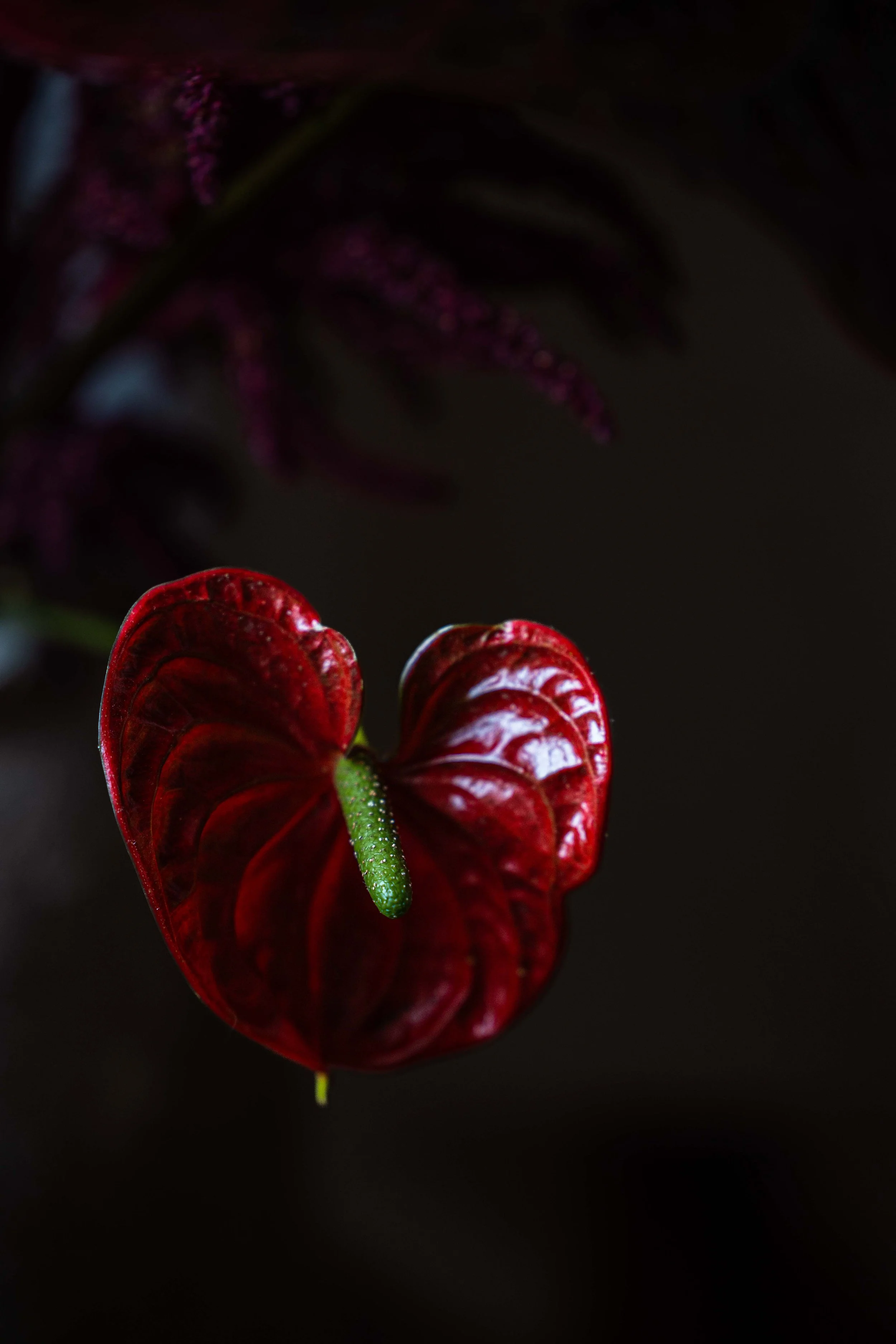 20250905_Black Tomato Studio_Autumn 2025_A73A4510.jpg