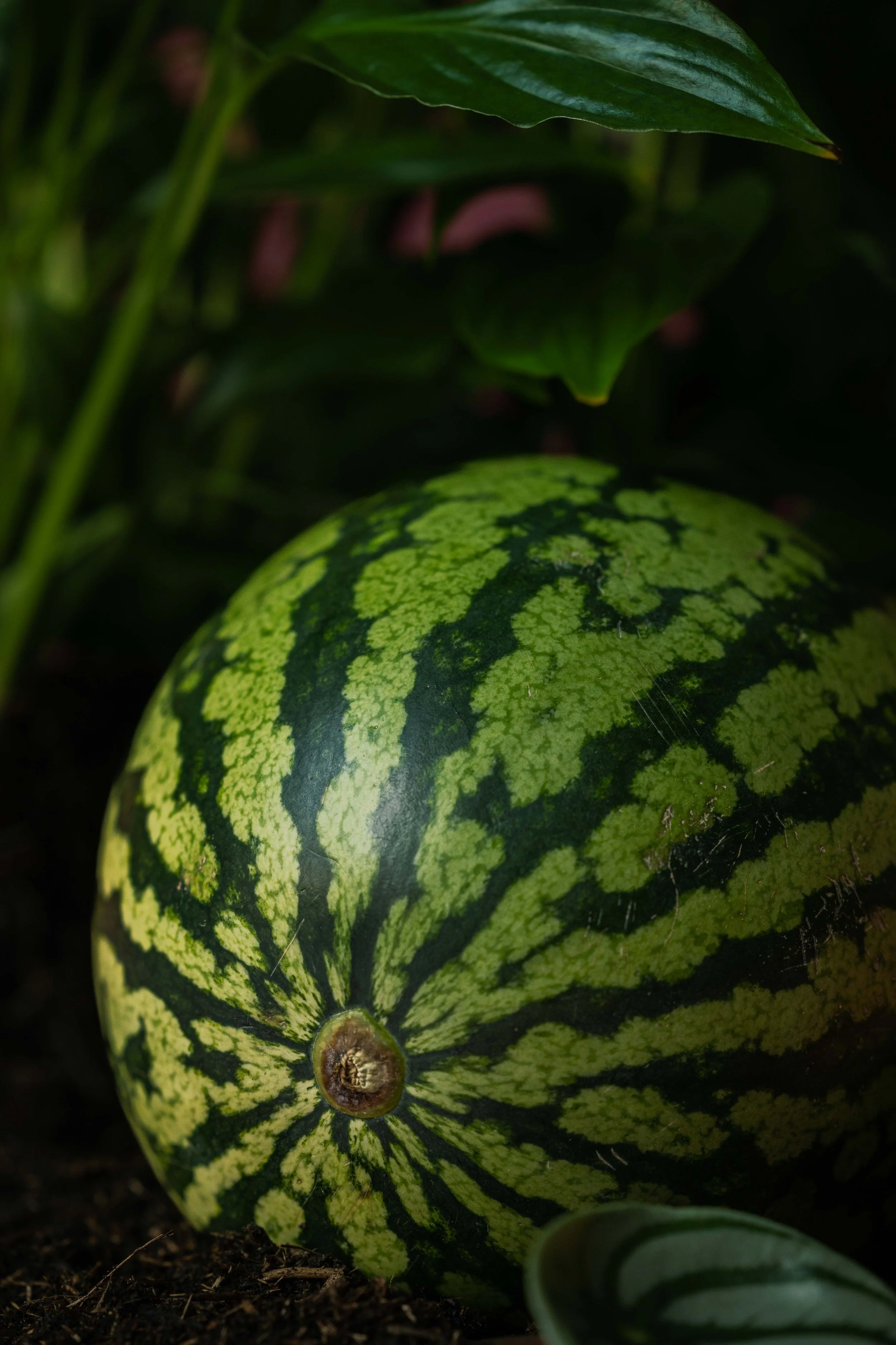 20250719_Black Tomato Studio_Summer 2025_A73A4445.jpg