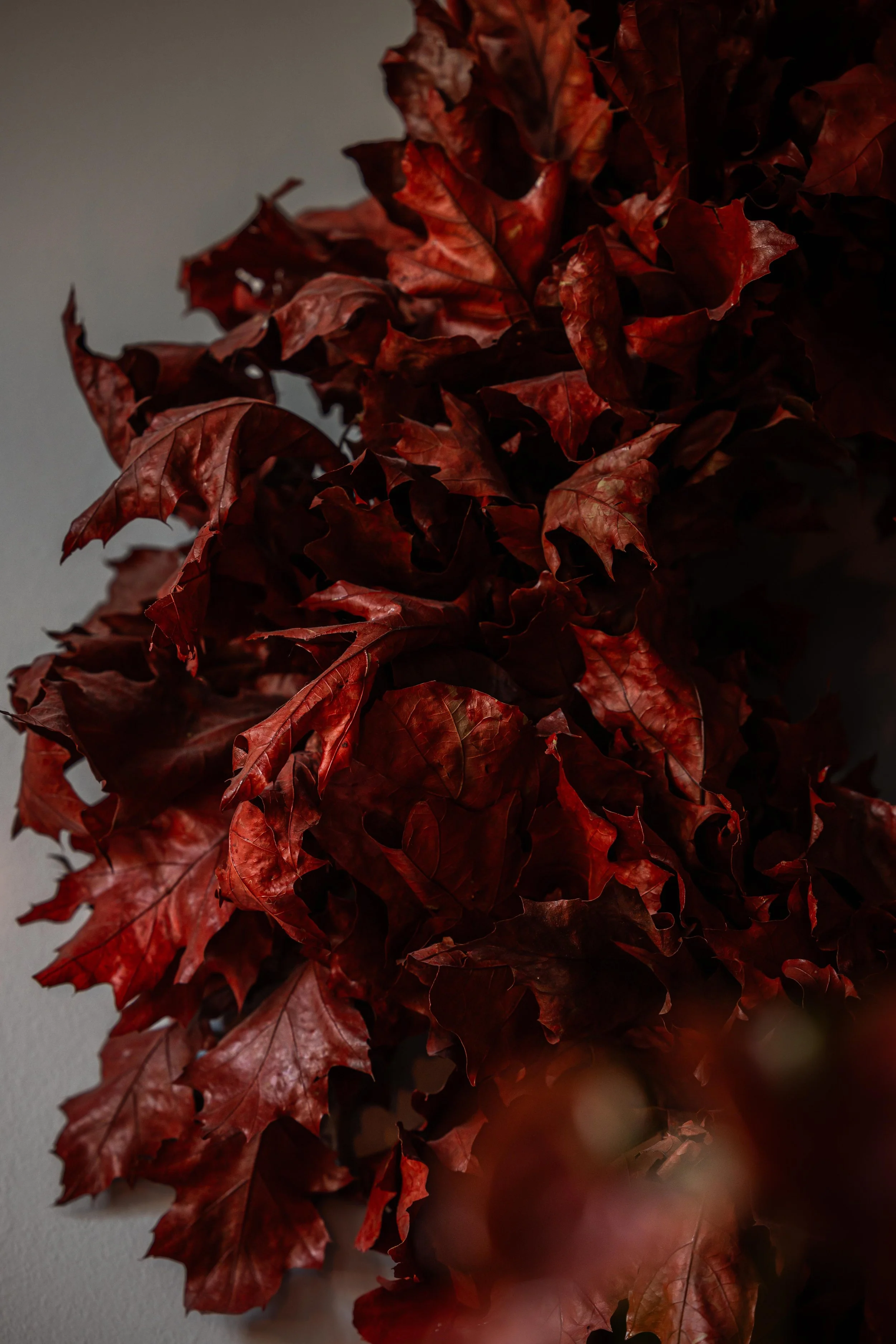 20250905_Black Tomato Studio_Autumn 2025_A73A4497.jpg