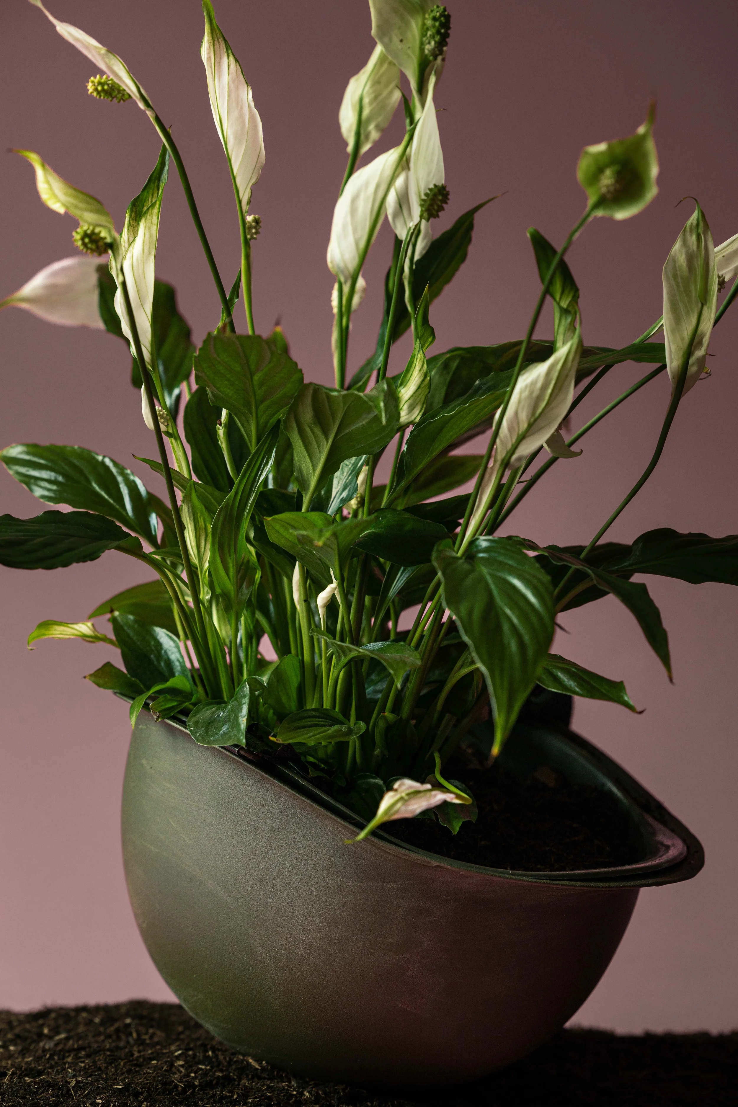 20250719_Black Tomato Studio_Summer 2025_A73A4399.jpg