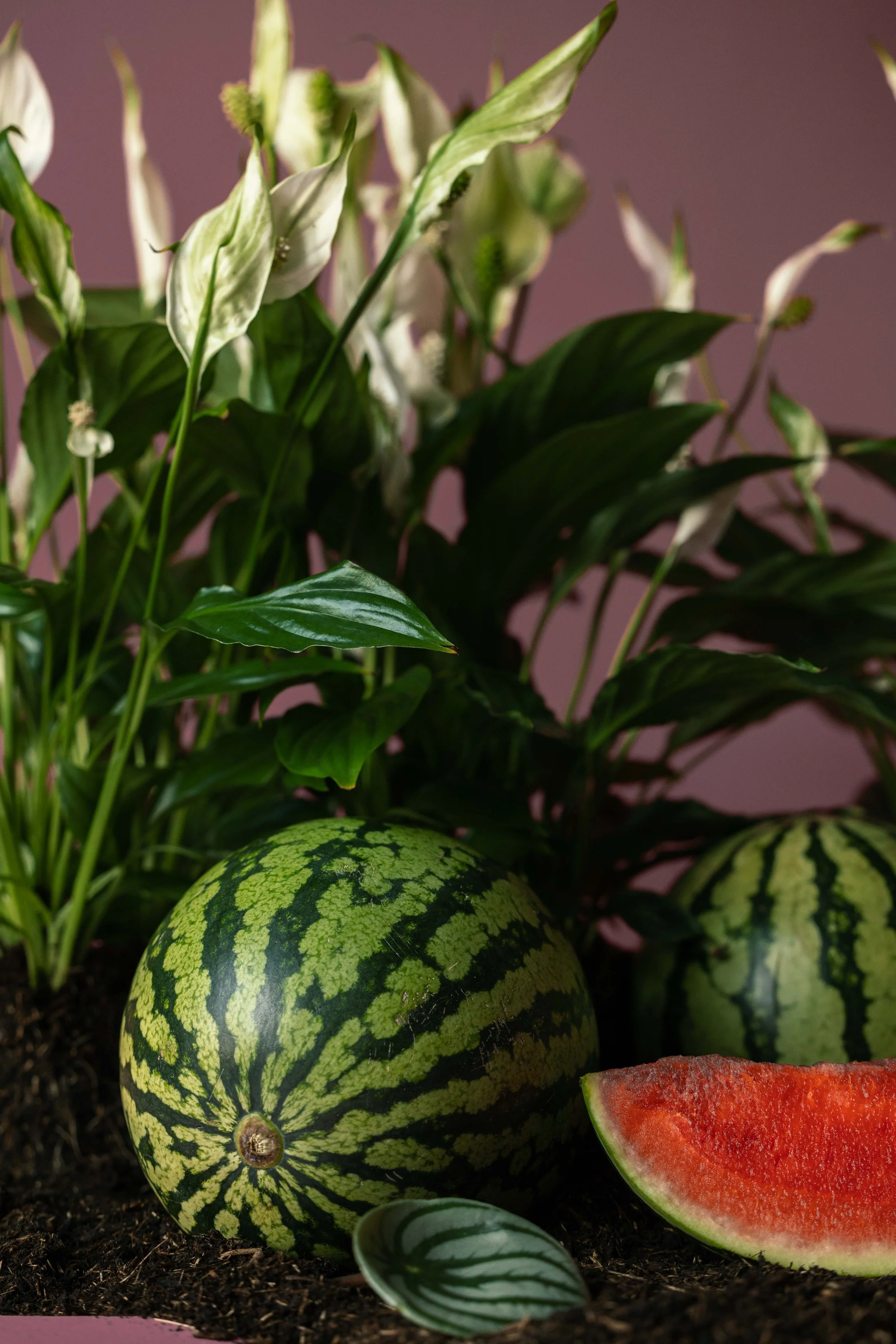 20250719_Black Tomato Studio_Summer 2025_A73A4444.jpg