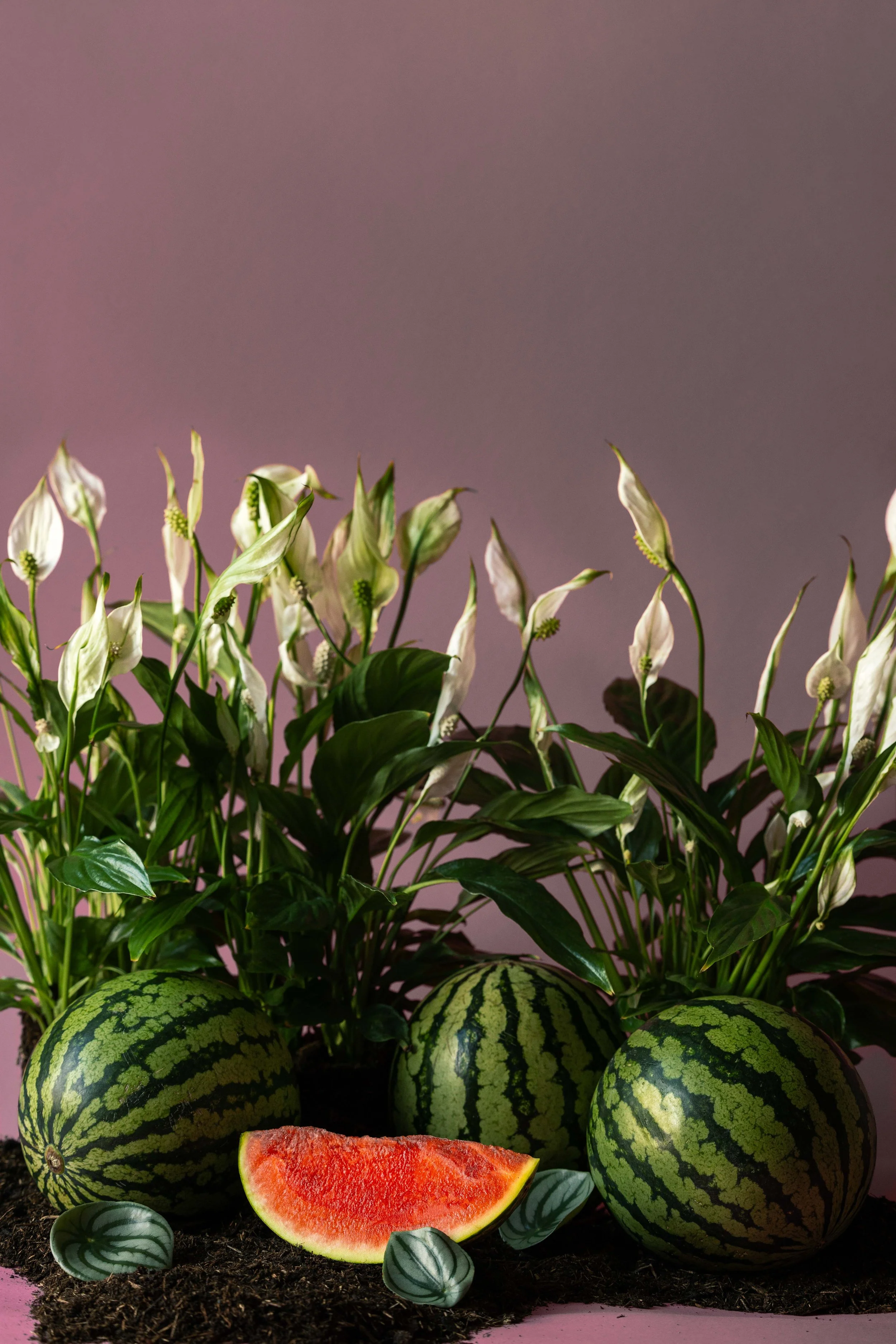 20250719_Black Tomato Studio_Summer 2025_A73A4430.jpg