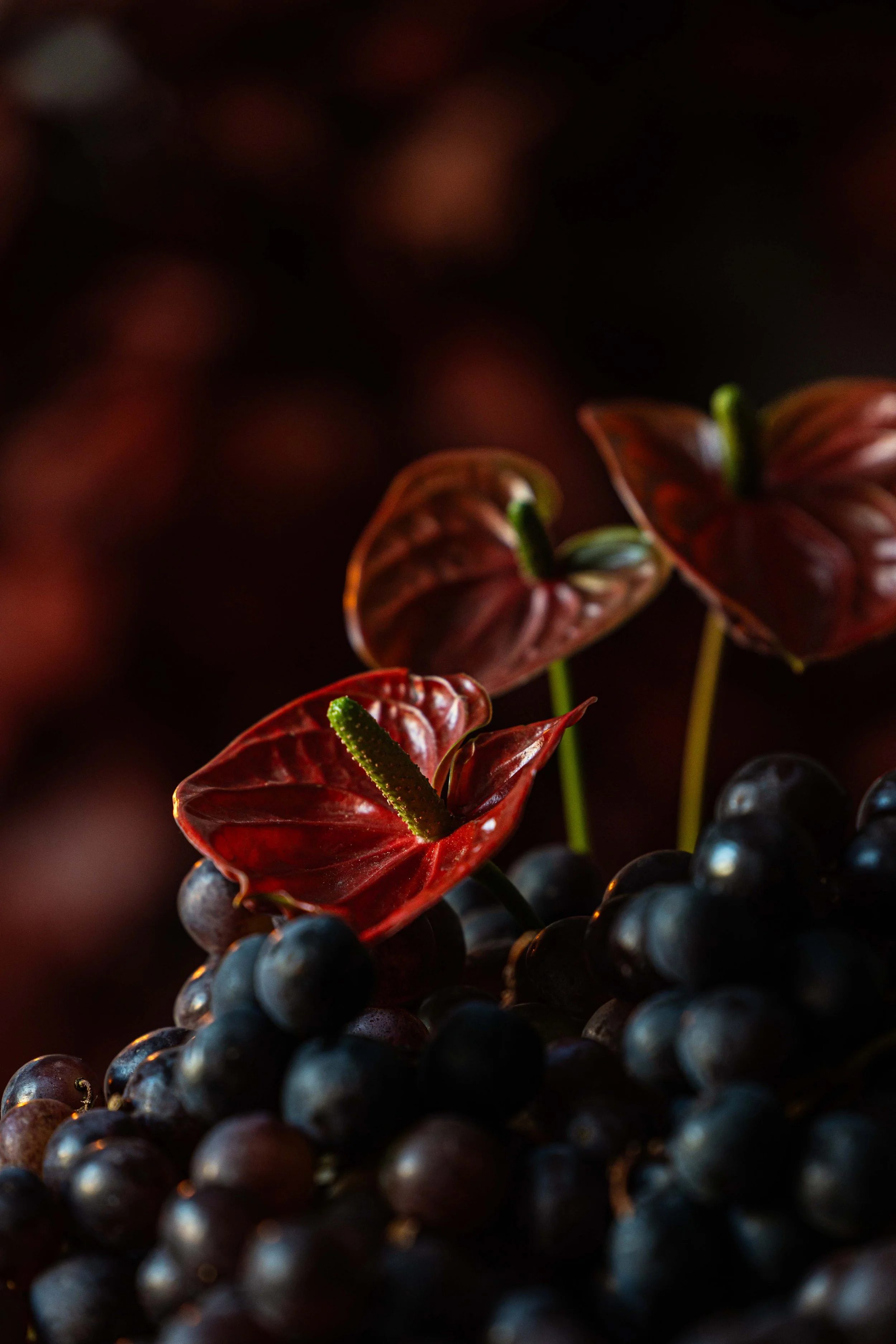 20250905_Black Tomato Studio_Autumn 2025_A73A4495.jpg