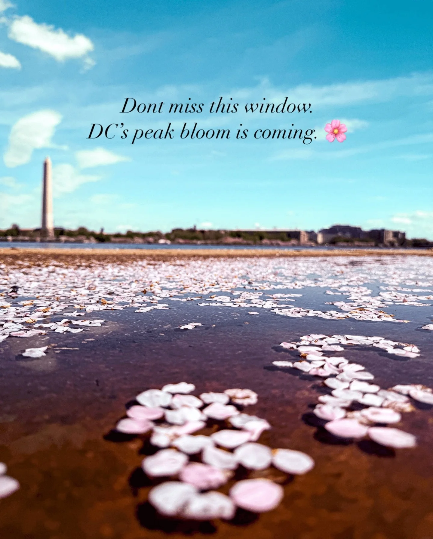 There is a brief, magical moment every year when Washington, DC transforms into a sea of soft pink, framing the Washington Monument and Jefferson Memorial in a way that feels almost like a painting. If you&rsquo;ve ever walked the Tidal Basin and sto