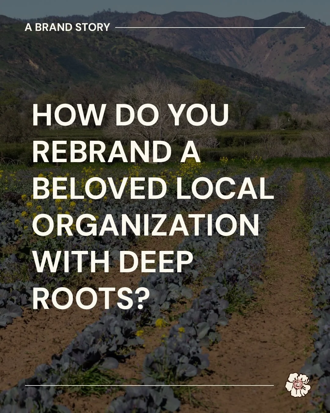 Helping @capayvalleygrown to rebrand was particularly special to me for a few reasons. First off, I&rsquo;ve grown up seeing their signs along the road, for as long as I can remember this iconic image has been with me, showing the Capay Valley in all