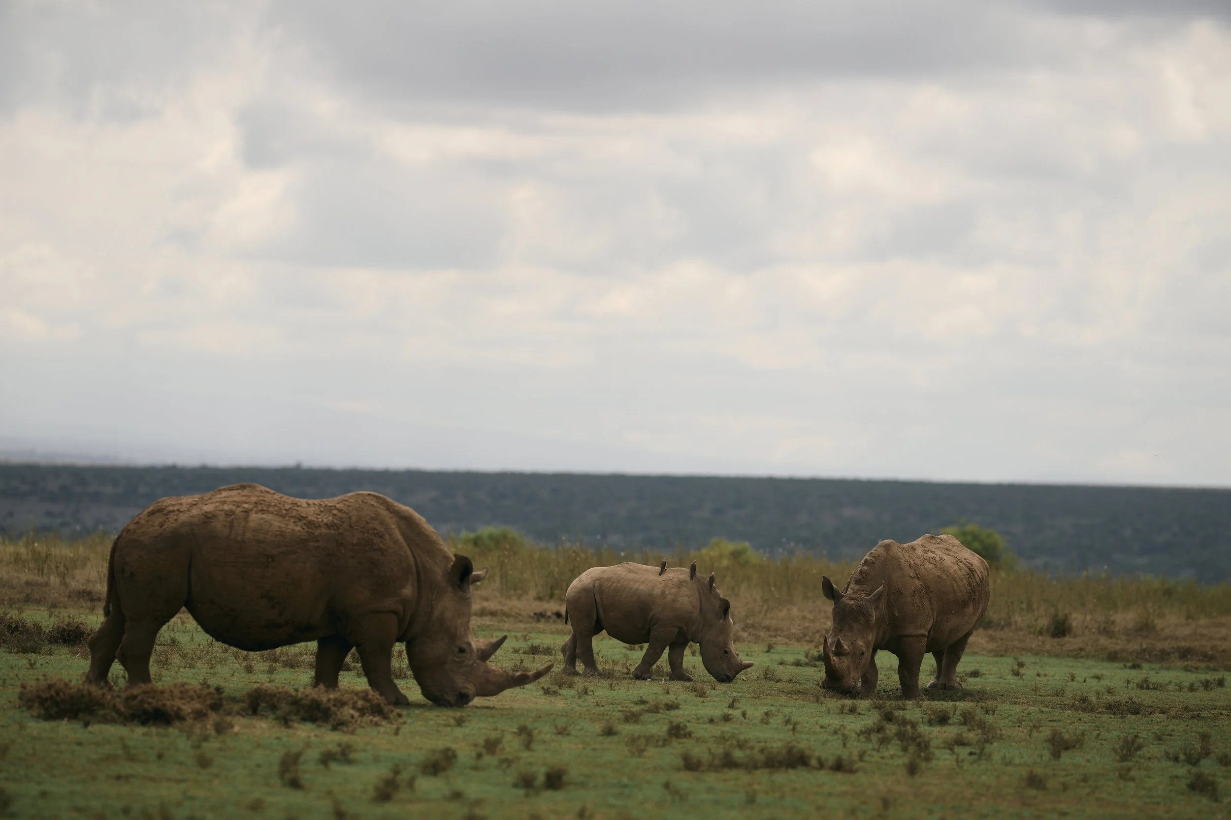 Africa_2025_Jungle_Z8_ 248.jpg