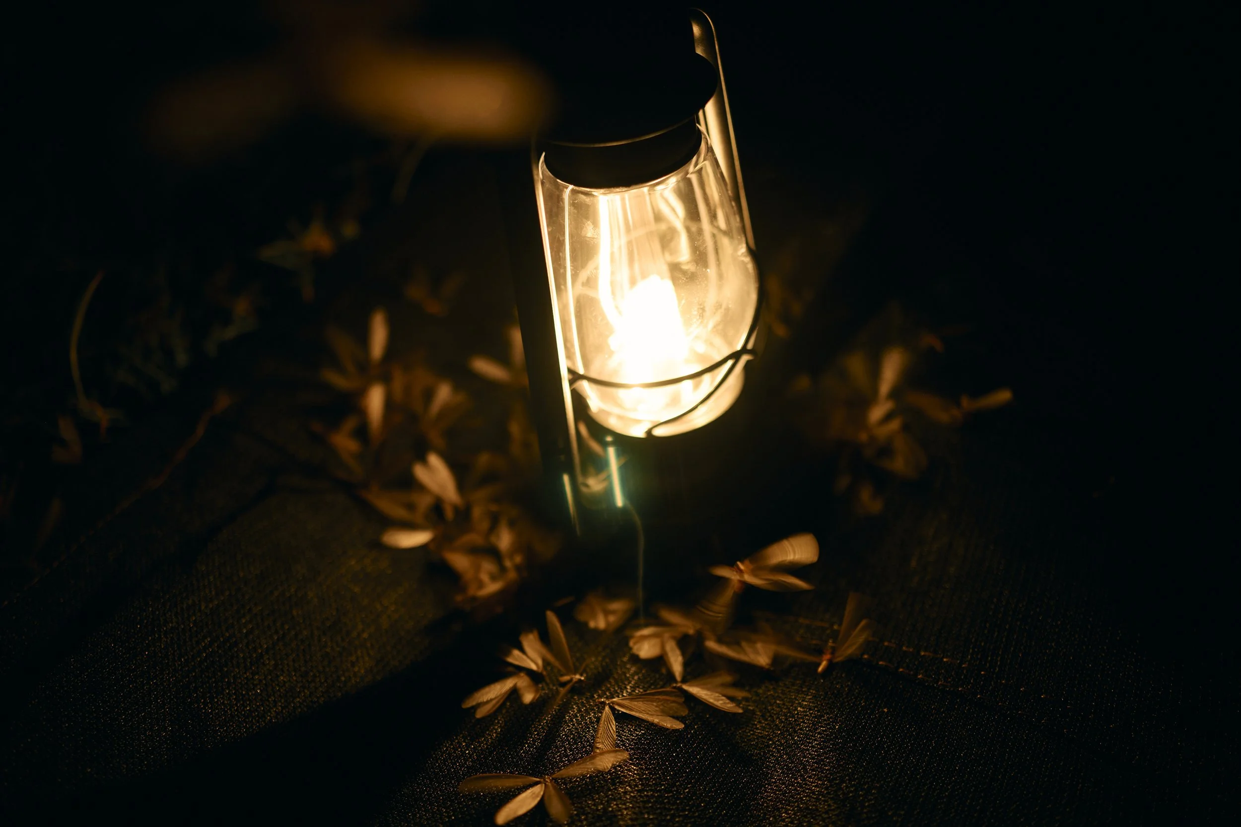 Africa_2025_Jungle_Z8_ 38.jpg