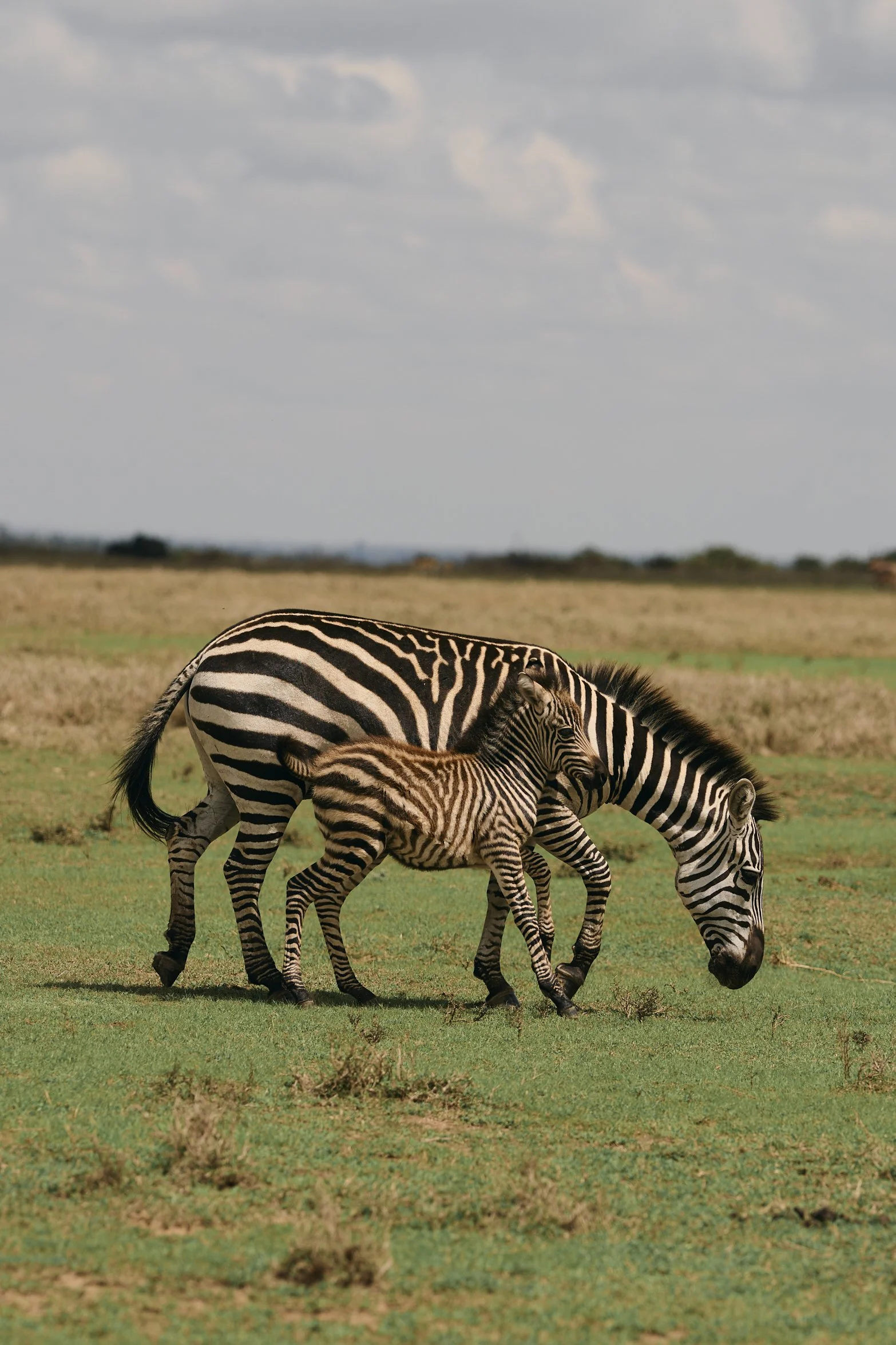 Africa_2025_Jungle_Z8_ 250.jpg