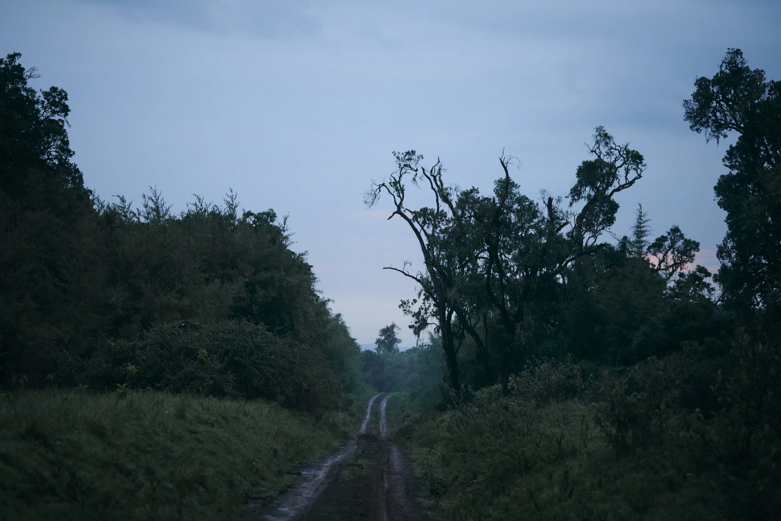 Africa_2025_Jungle_Z8_ 159.jpg