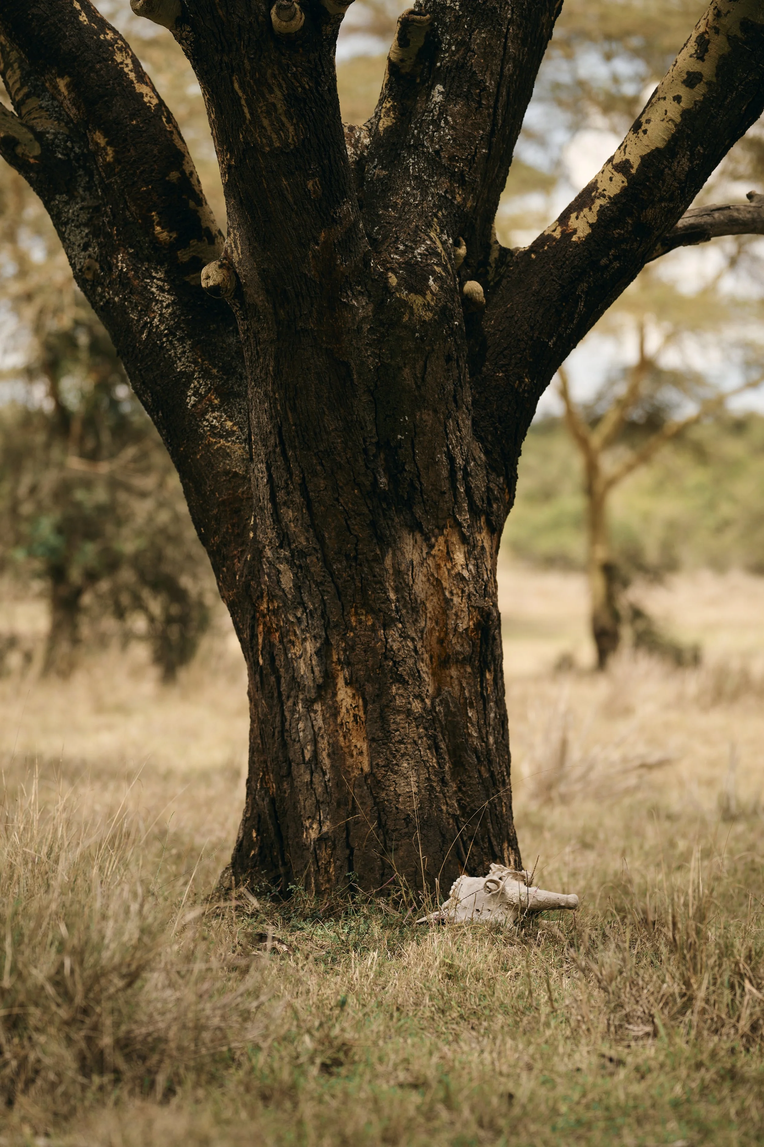 Africa_2025_Jungle_Z8_ 269.jpg