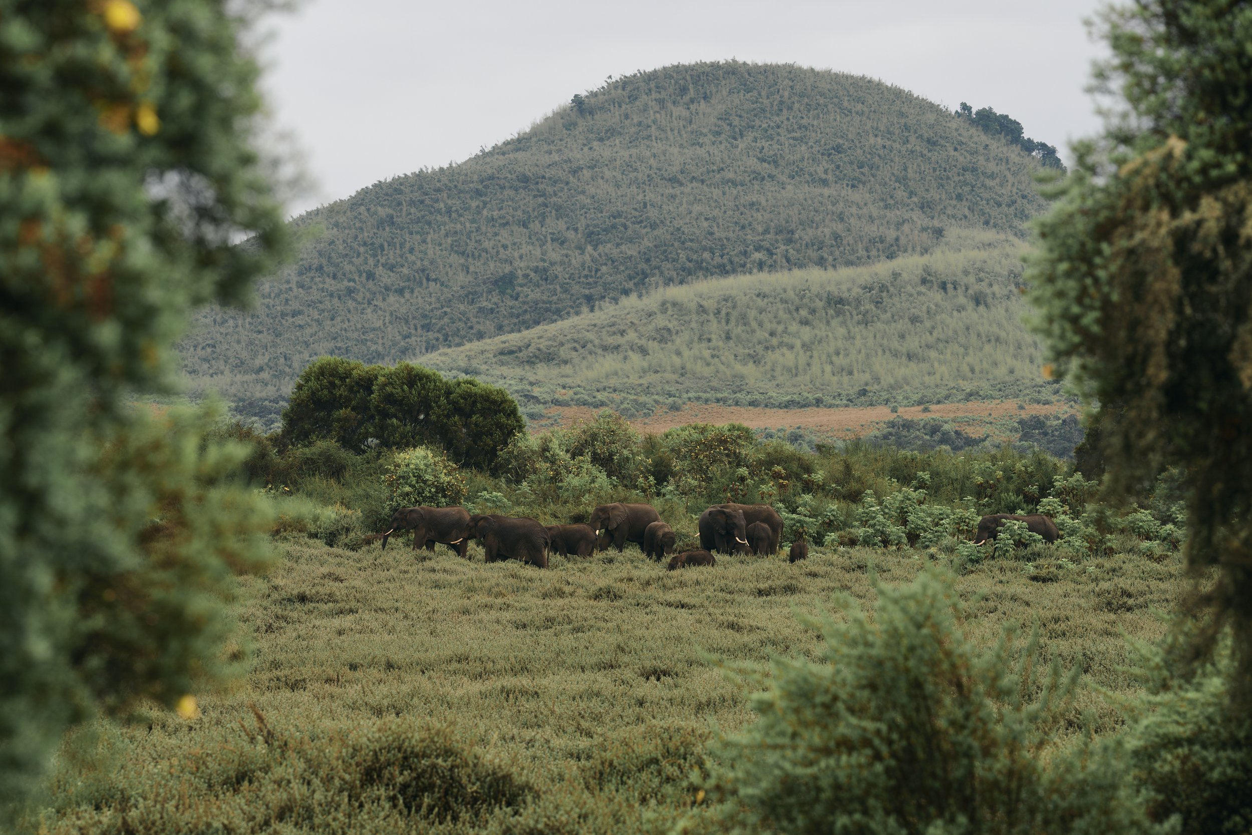 Africa_2025_Jungle_Z8_ 129.jpg