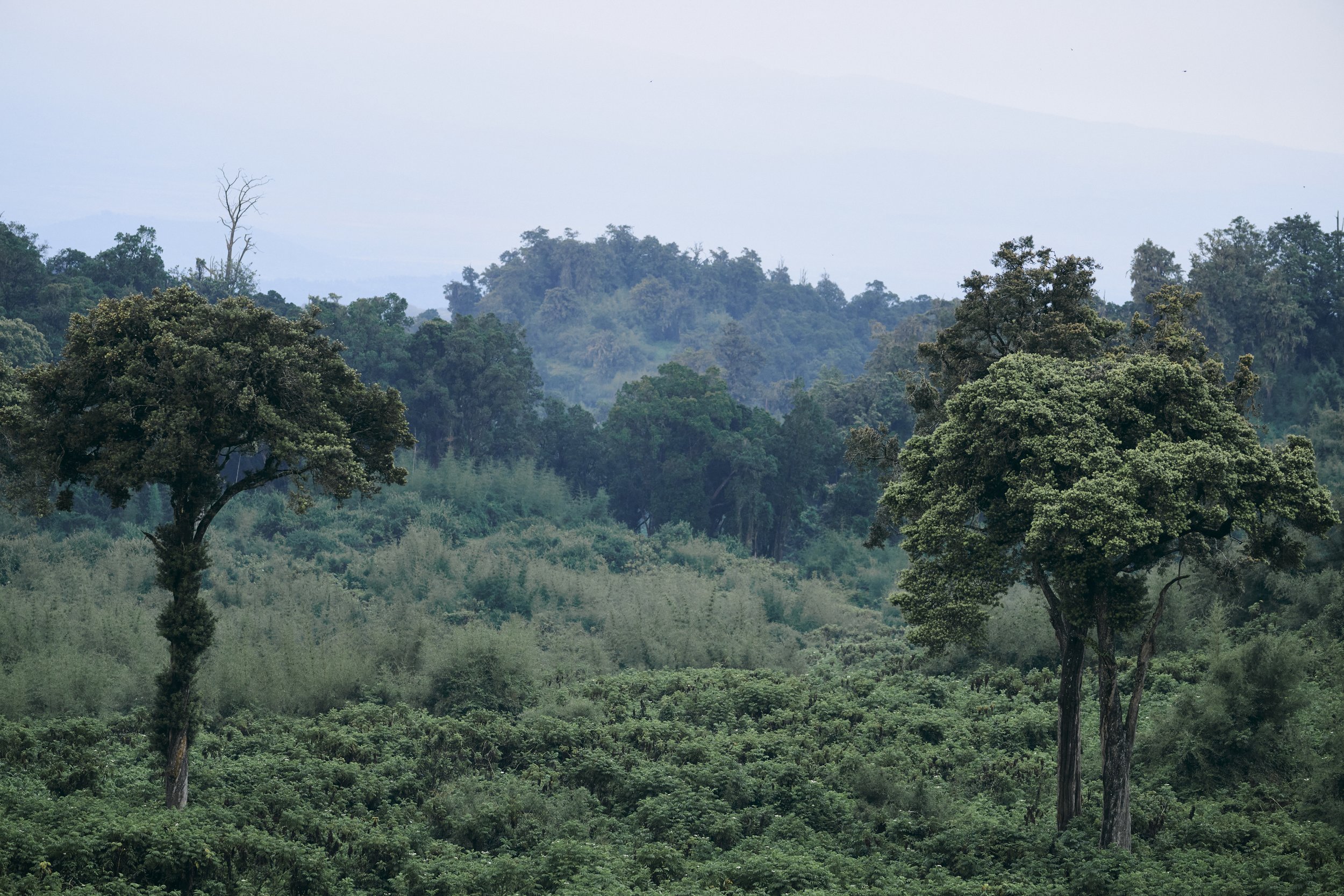 Africa_2025_Jungle_Z8_ 158.jpg