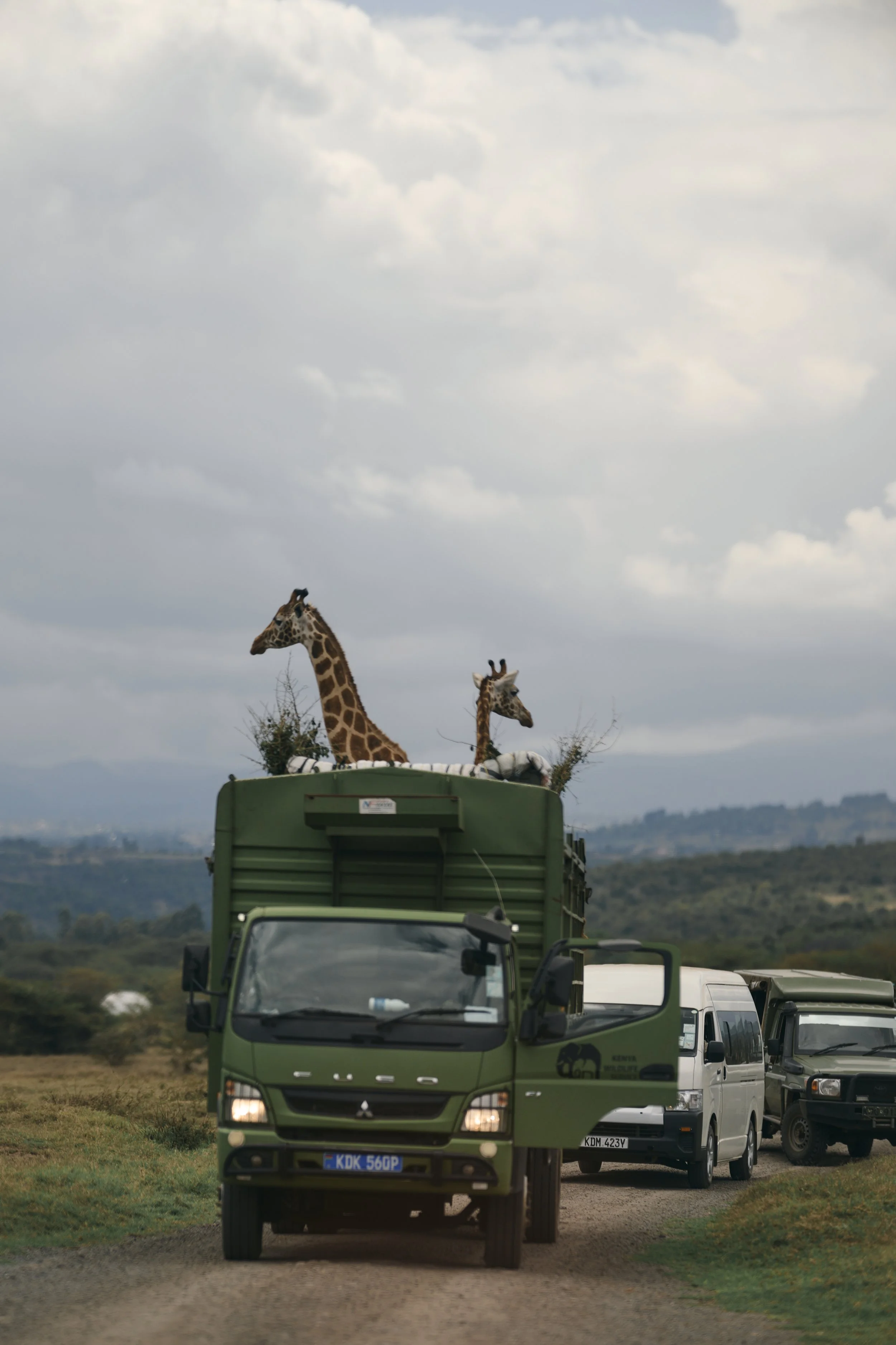 Africa_2025_Jungle_Z8_ 280.jpg