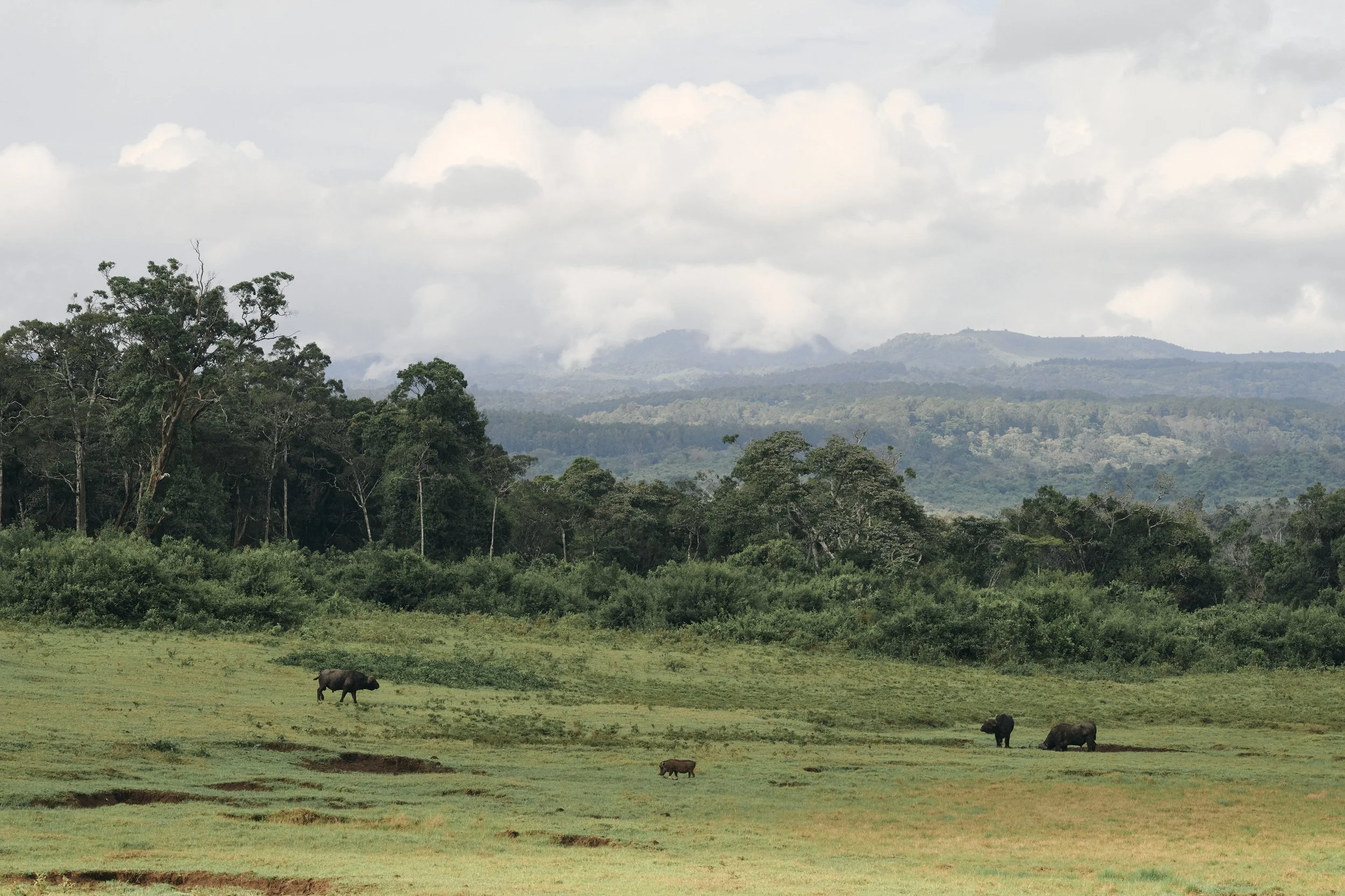 Africa_2025_Jungle_Z8_ 223.jpg