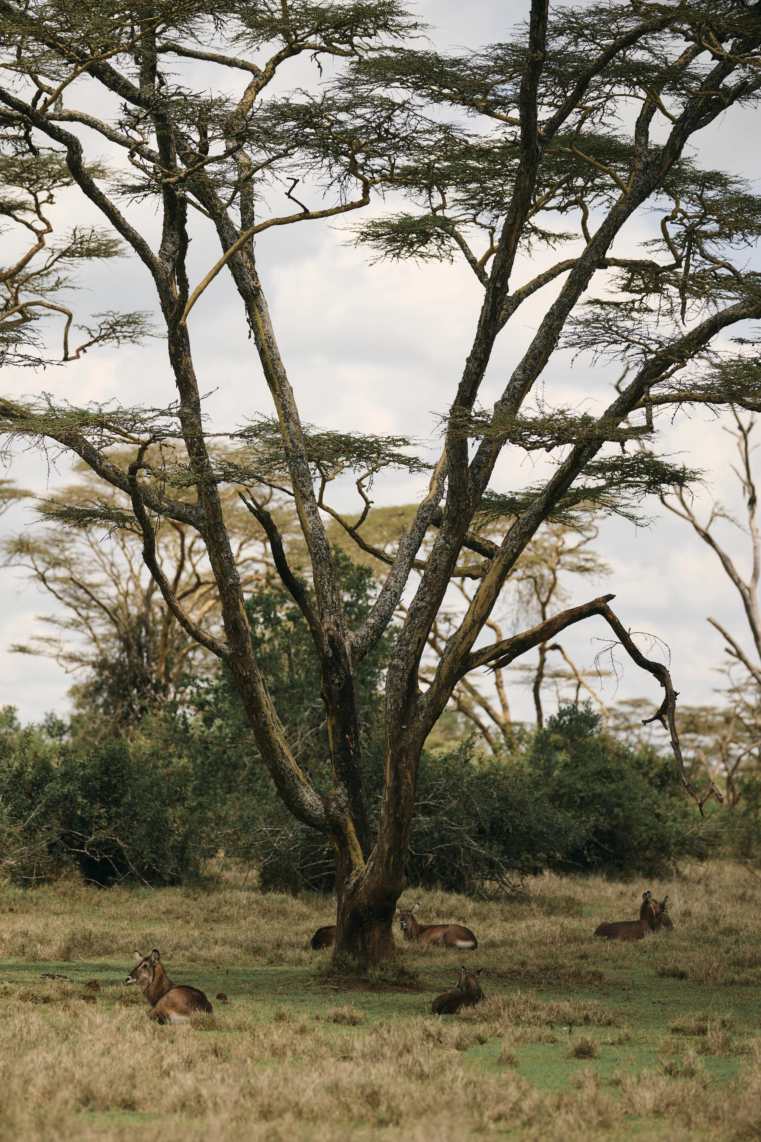 Africa_2025_Jungle_Z8_ 263.jpg