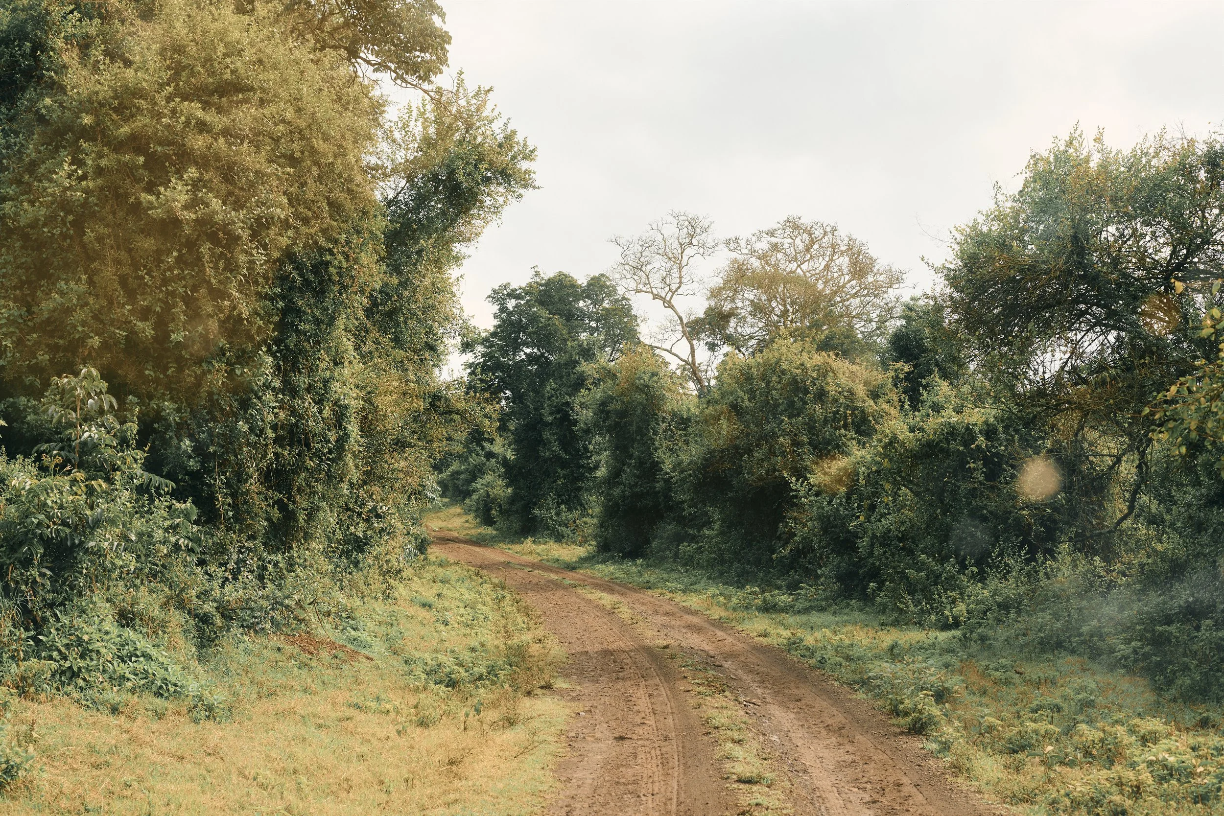Africa_2025_Jungle_D850 1042.jpg