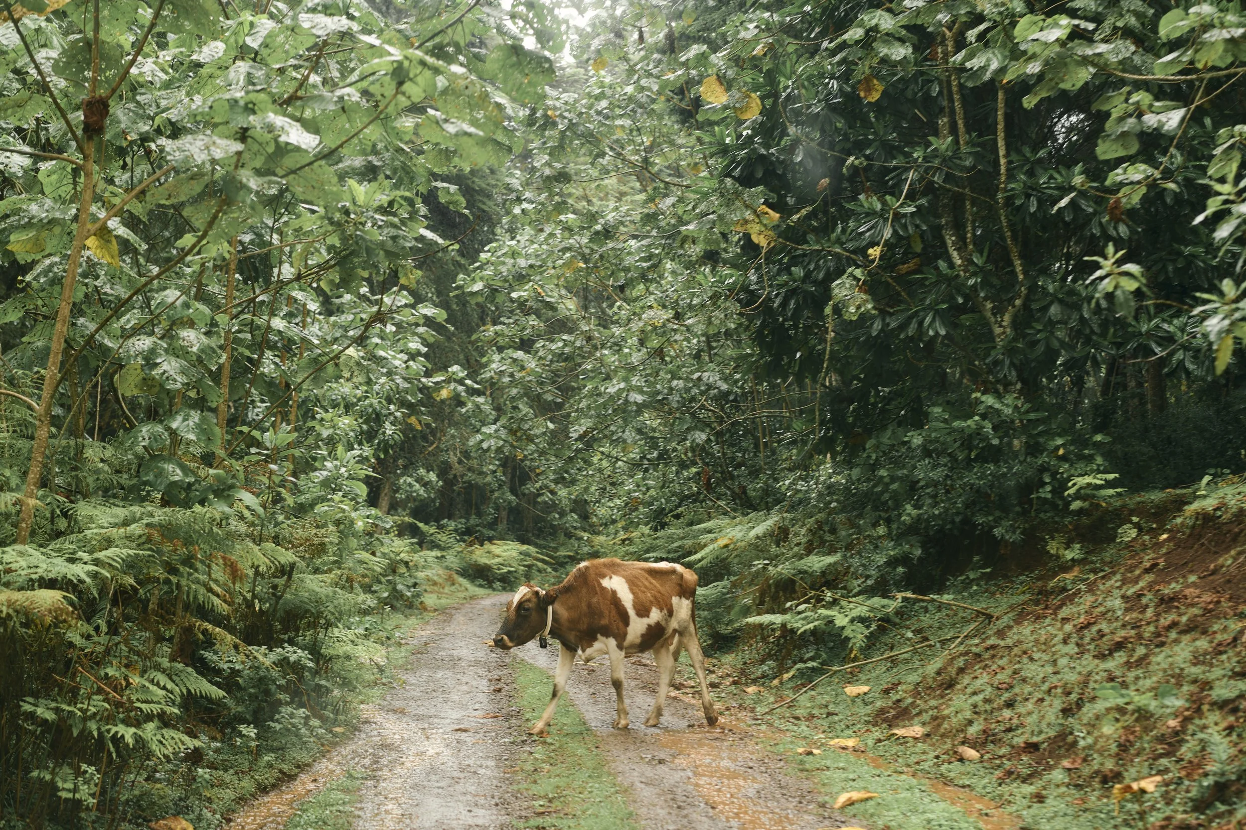 Africa_2025_Jungle_D850 1559.jpg