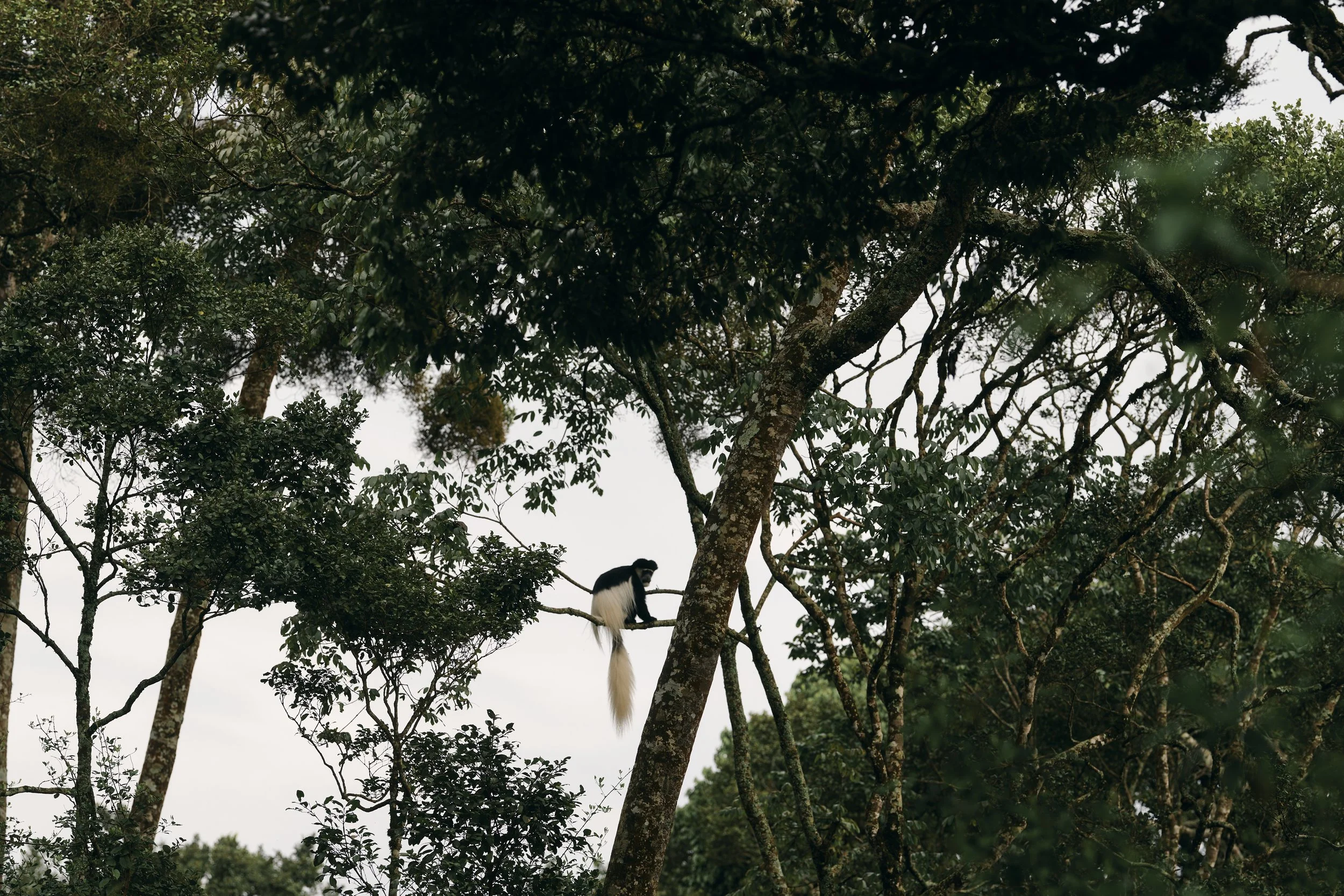 Africa_2025_Jungle_Z8_ 53.jpg