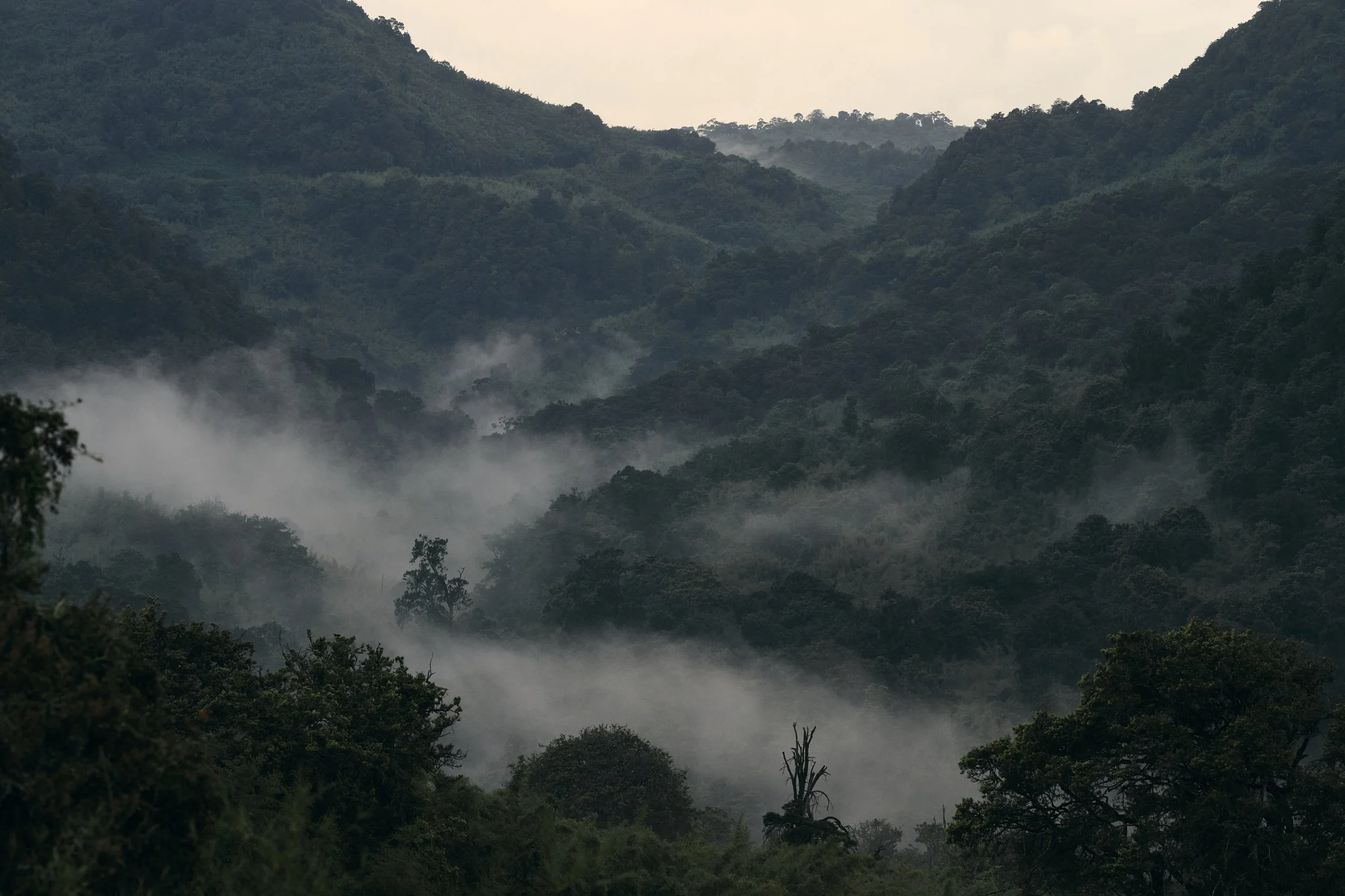 Africa_2025_Jungle_Z8_ 152.jpg