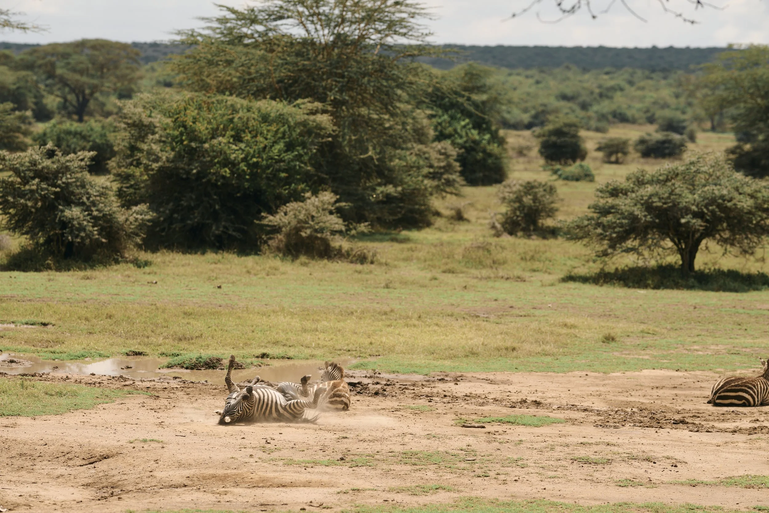 Africa_2025_Jungle_Z8_ 267.jpg