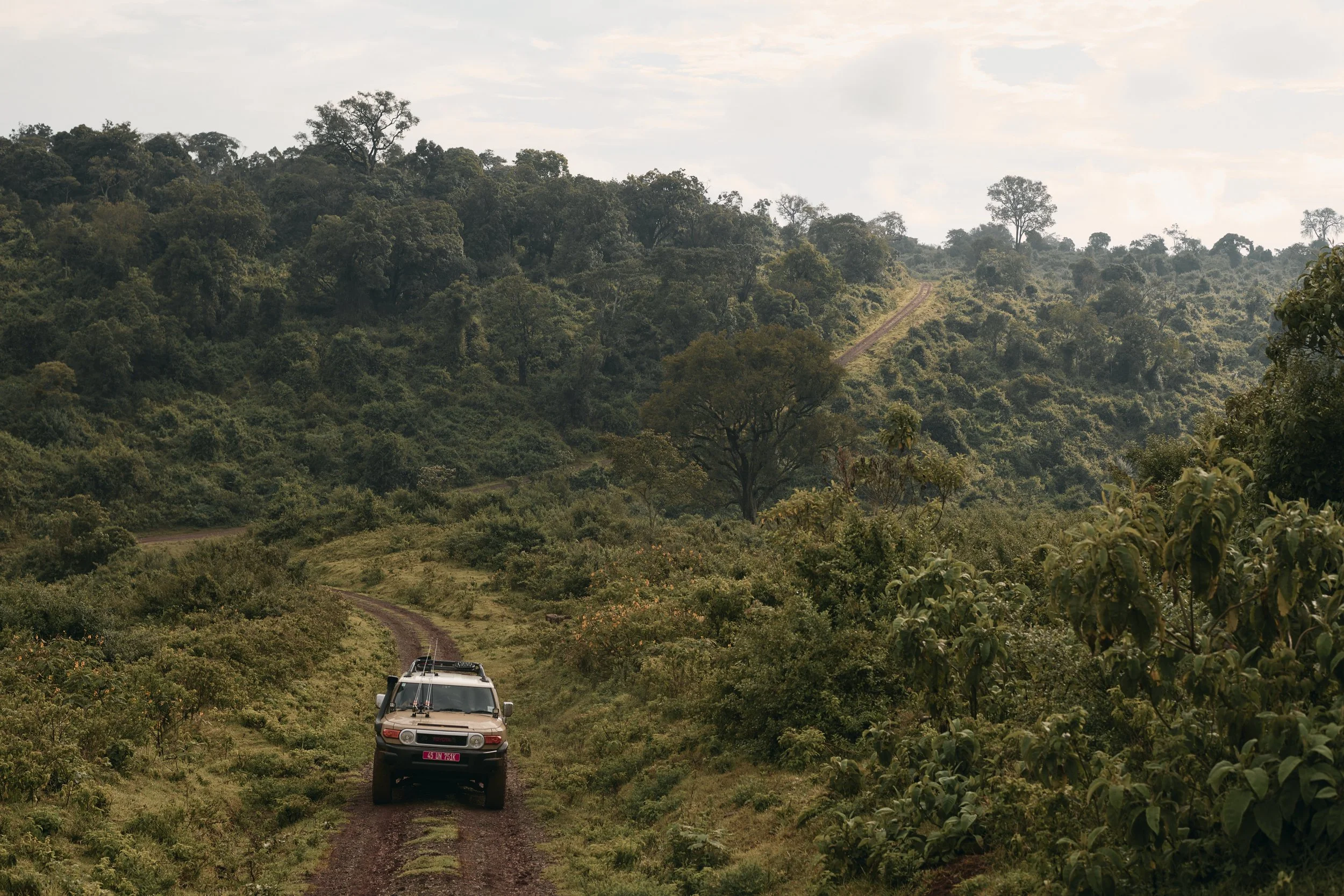 Africa_2025_Jungle_D850 271 1.jpg