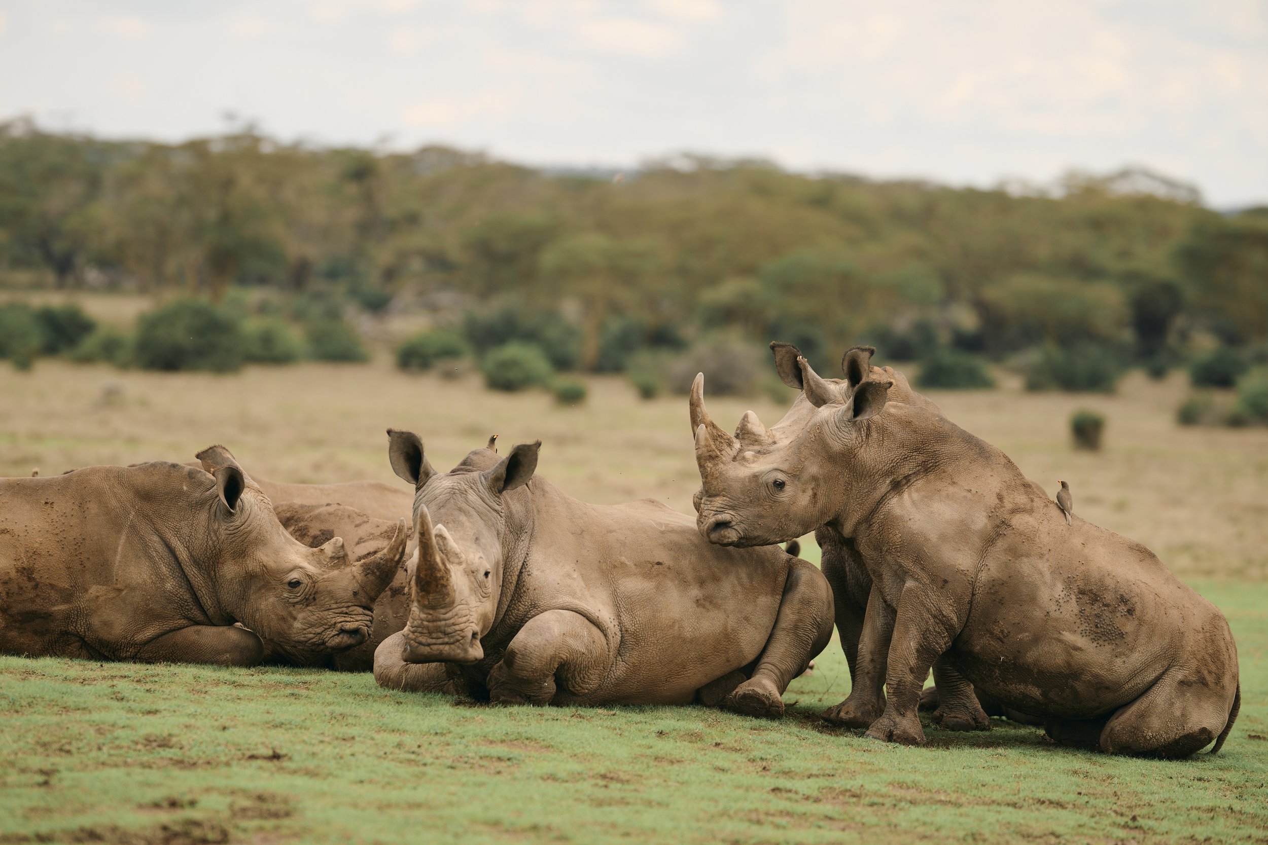 Africa_2025_Jungle_Z8_ 276.jpg