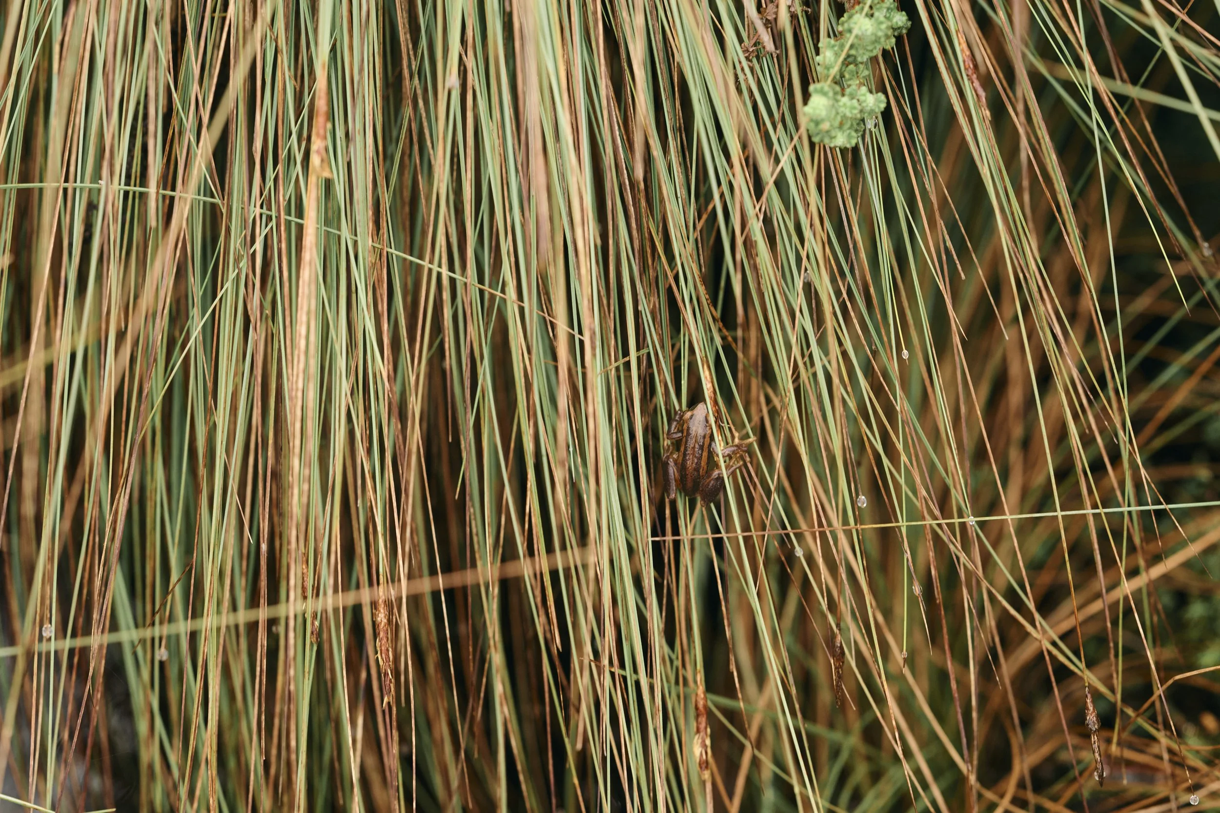 Africa_2025_Jungle_Z8_ 144.jpg