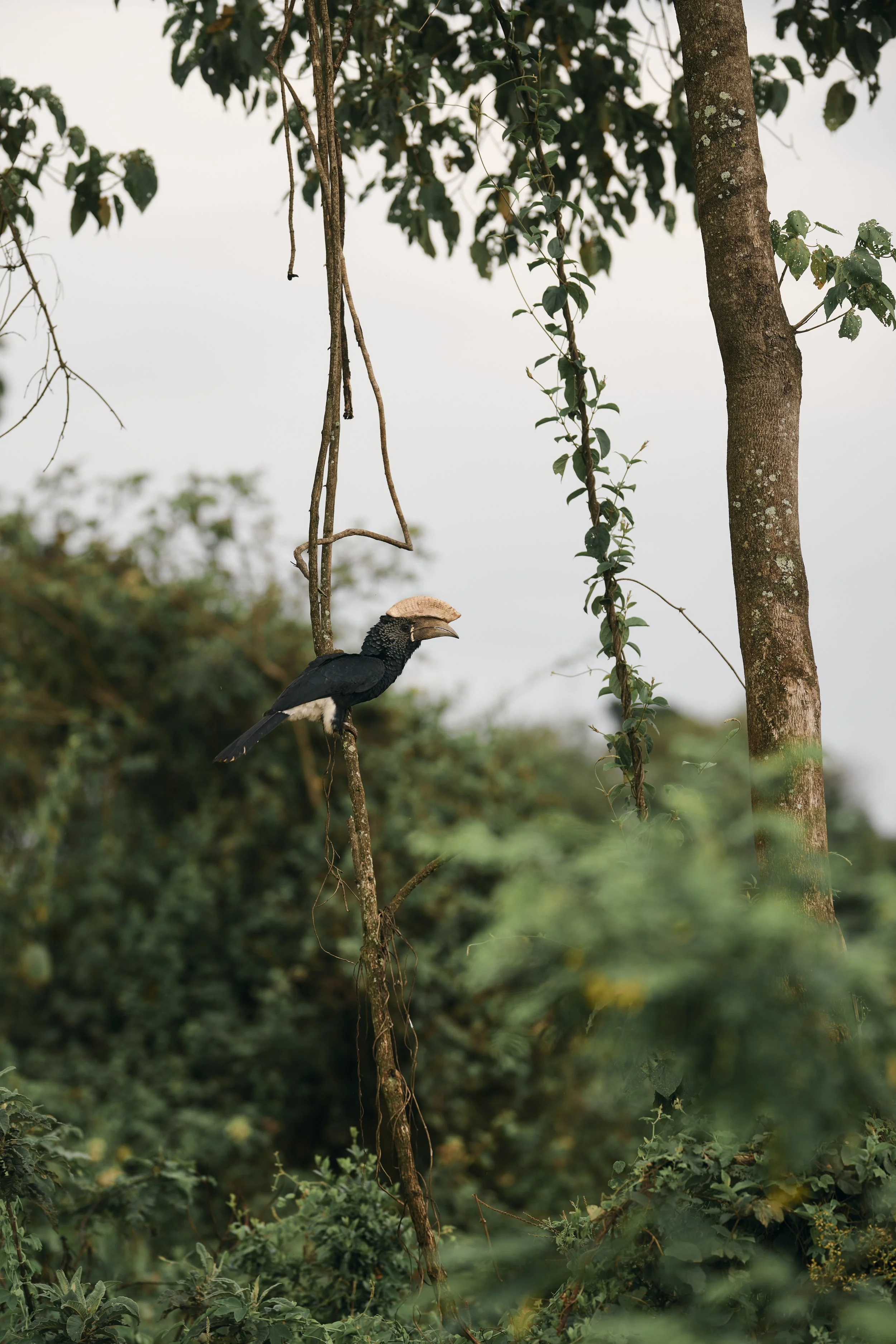 Africa_2025_Jungle_Z8_ 56.jpg