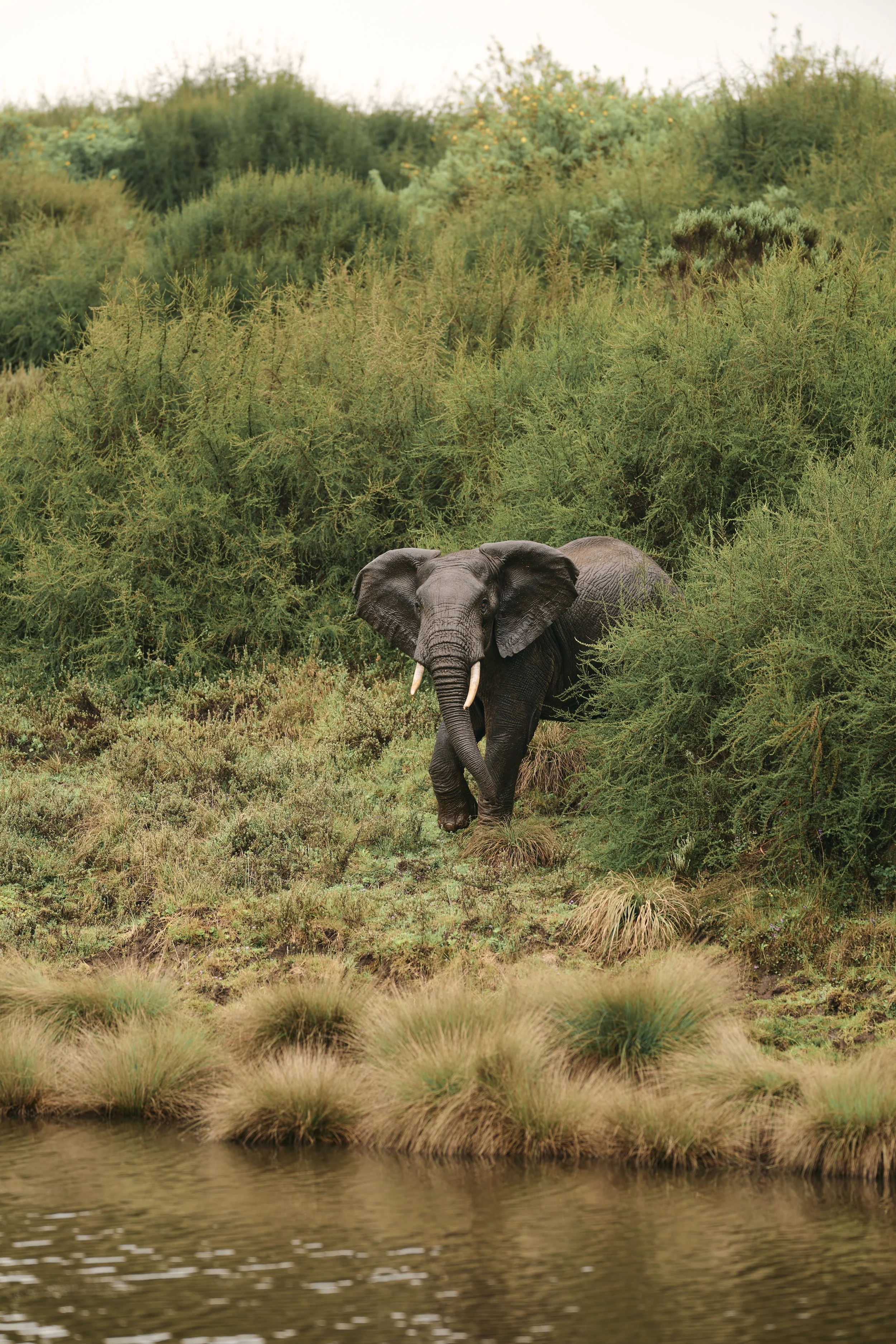 Africa_2025_Jungle_Z8_ 132.jpg