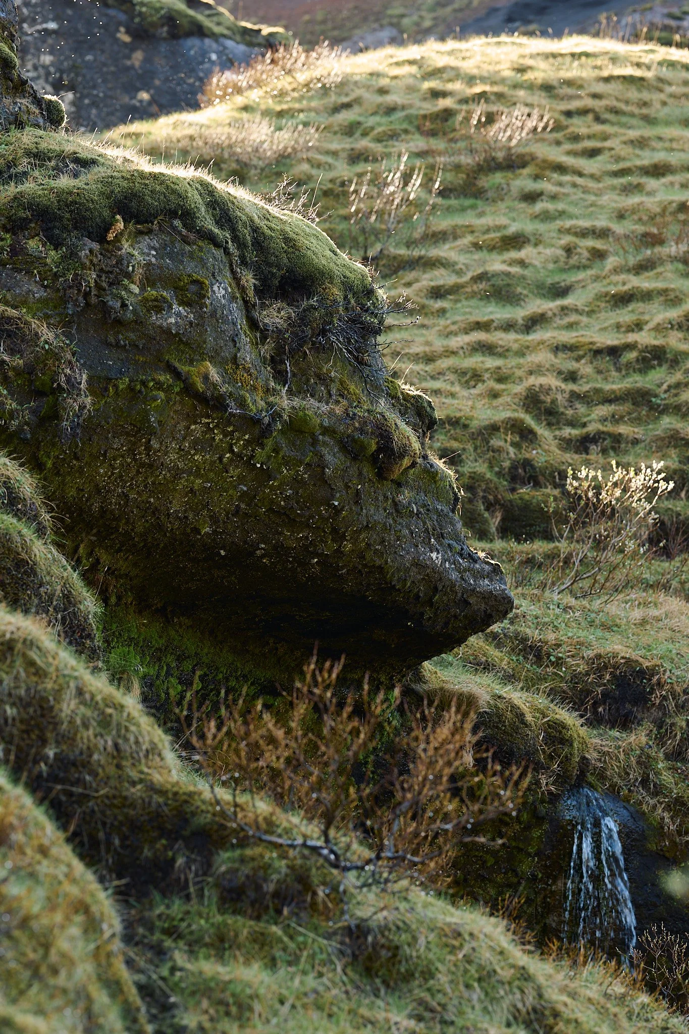 _DSC3700.jpg